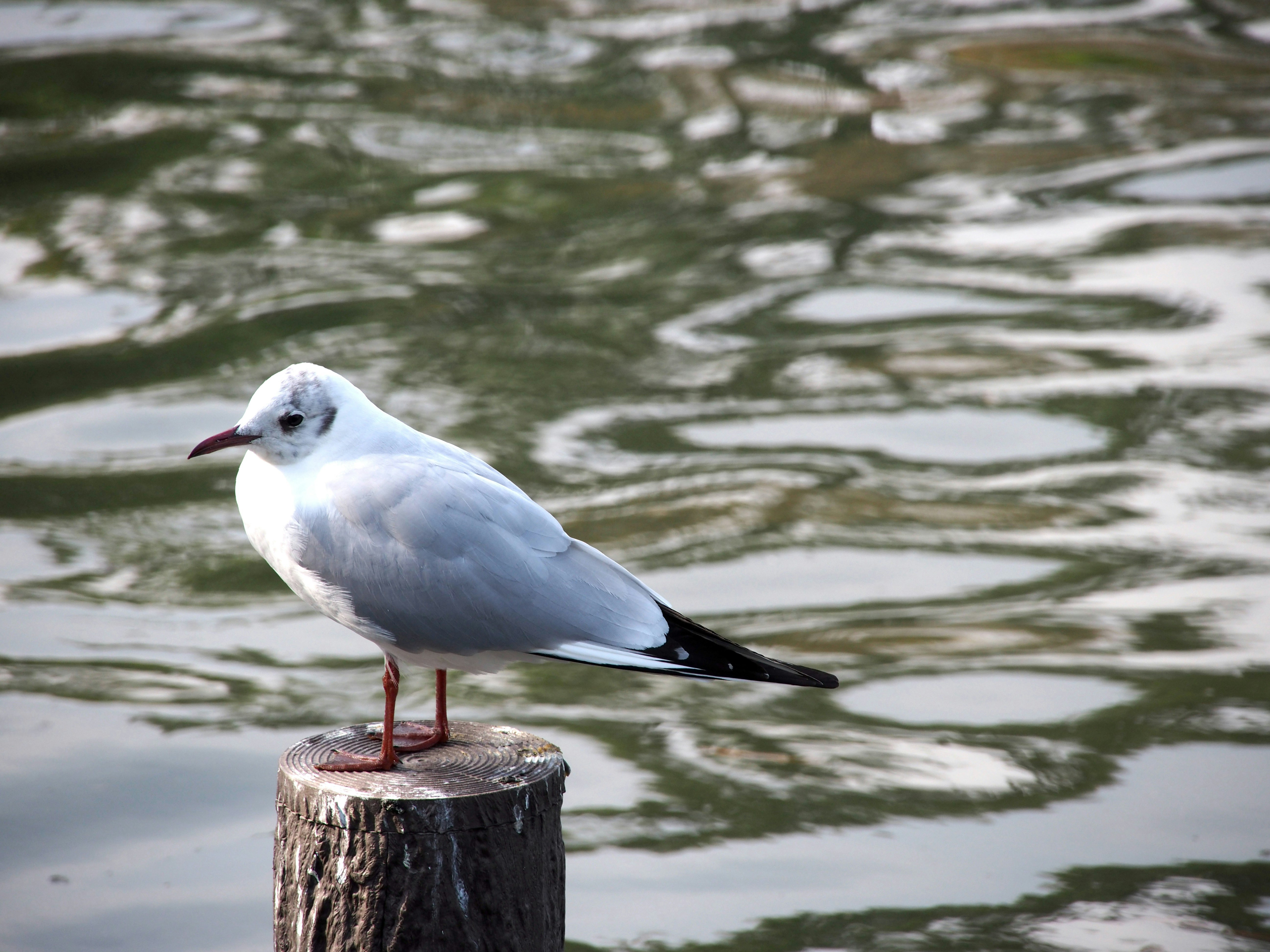 seagull perched on a log by the water