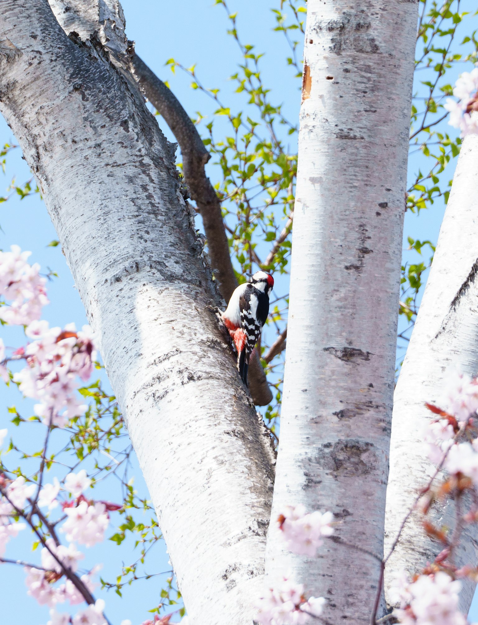 Pájaro carpintero posado en un árbol con flores de cerezo