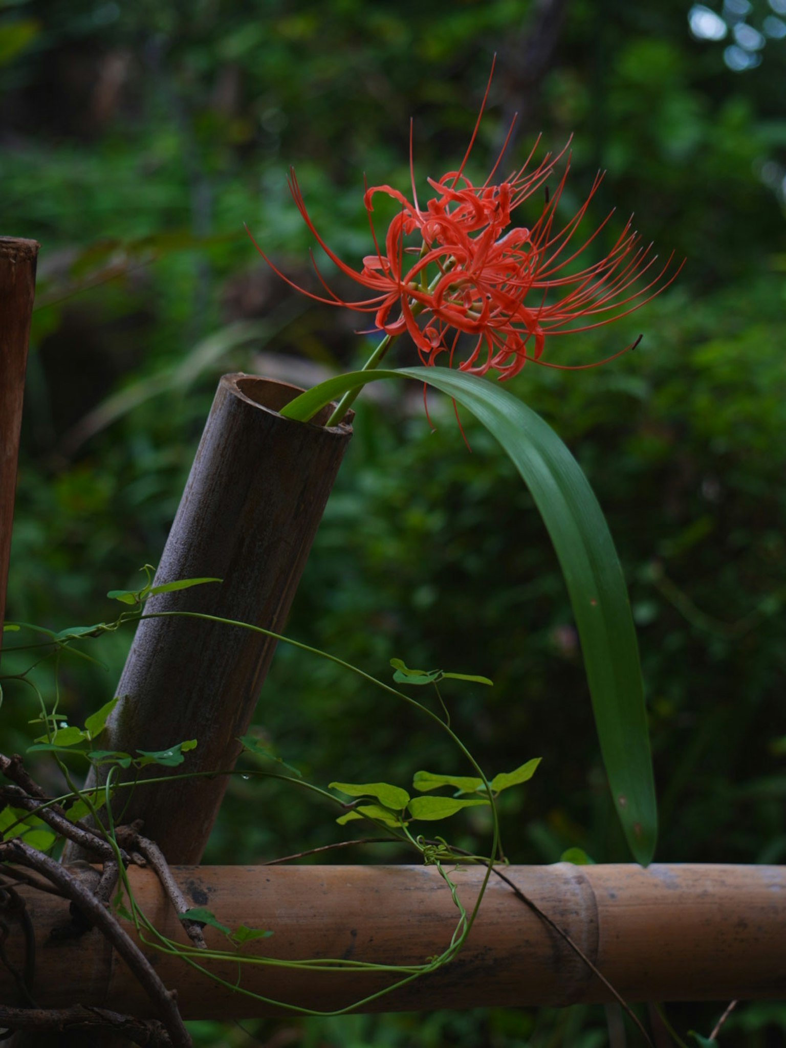 A vibrant red flower emerging from a bamboo tube against a green background