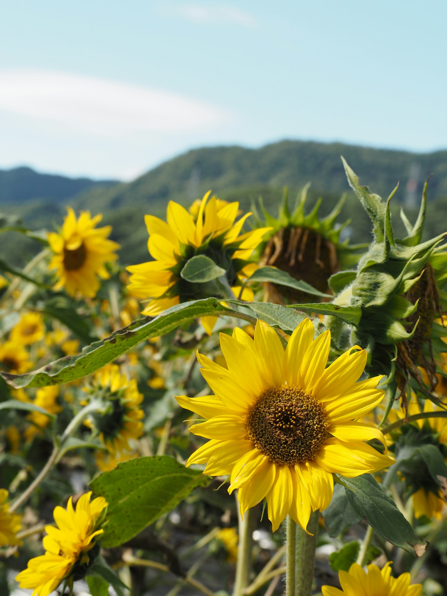 Gros plan de tournesols en fleurs dans un champ