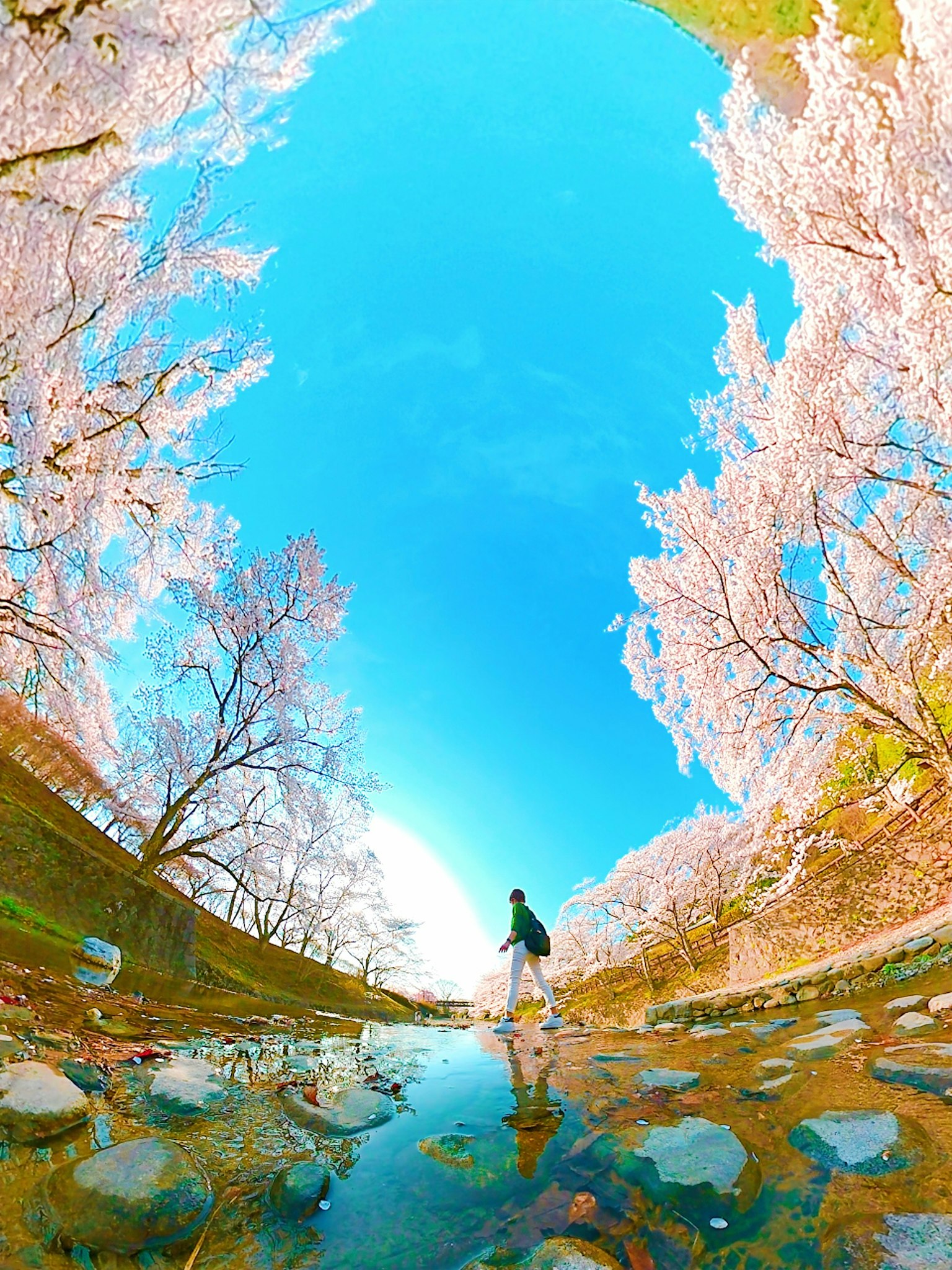 Person walking in a river surrounded by cherry blossom trees and blue sky