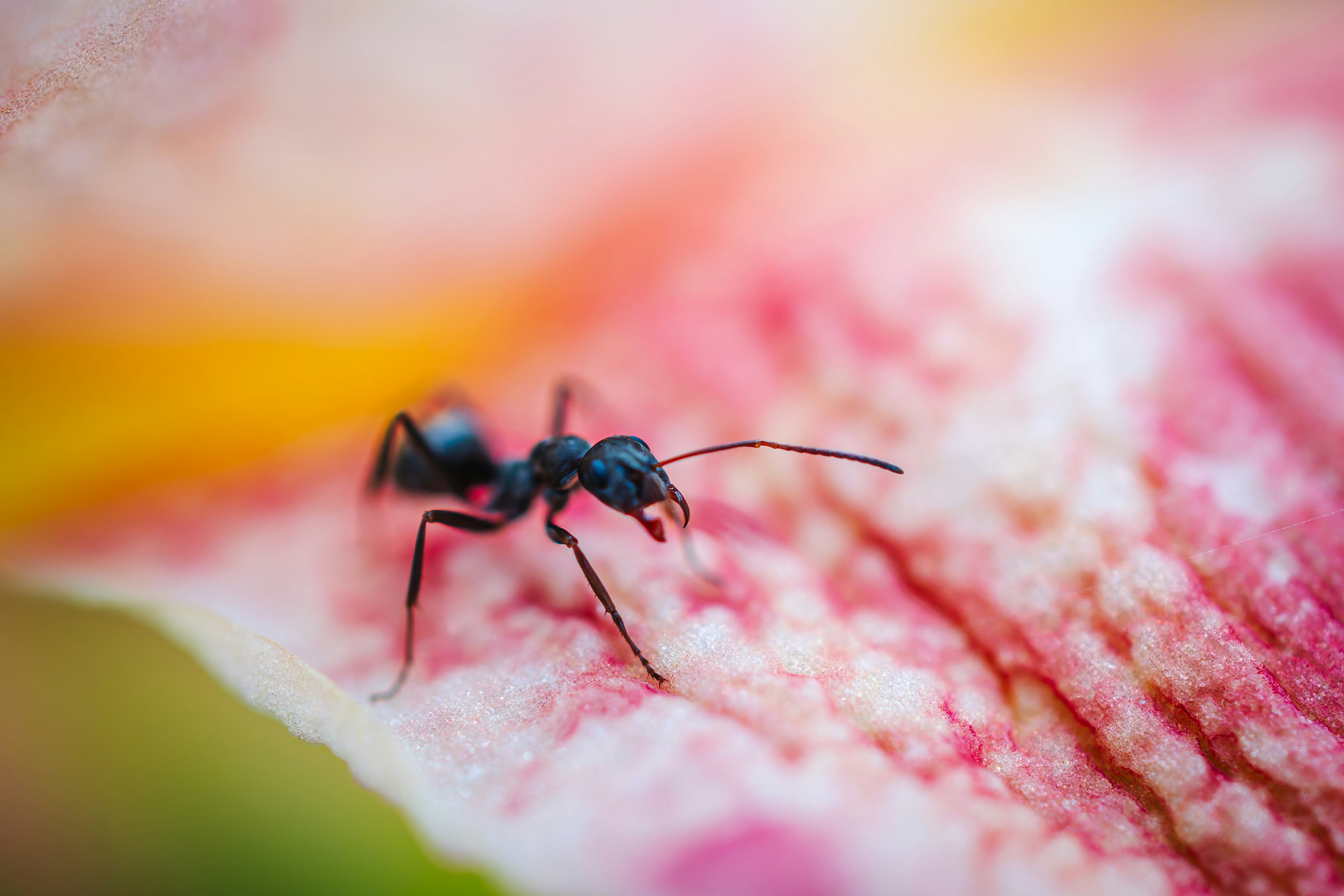 macro image of an ant walking on red petals