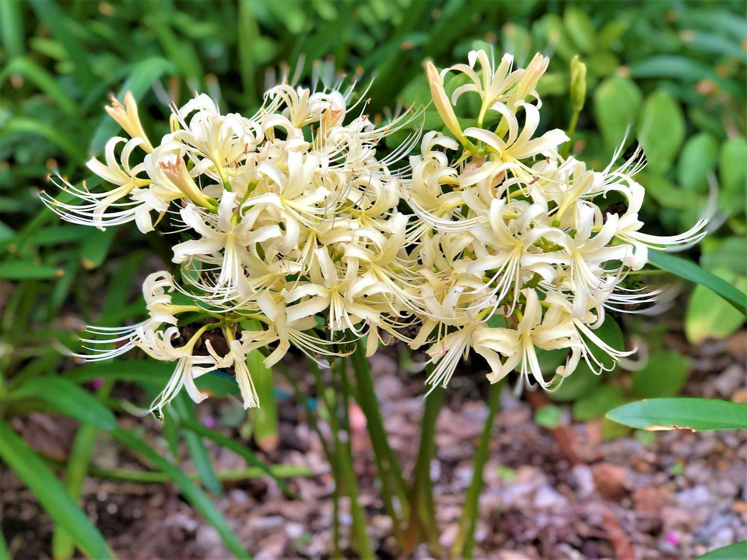 Mazzo di fiori bianchi con petali delicati su uno sfondo verde