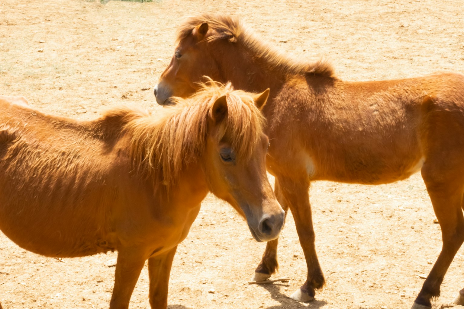 Hai chú ngựa pony nâu đứng trong một cánh đồng có ánh nắng