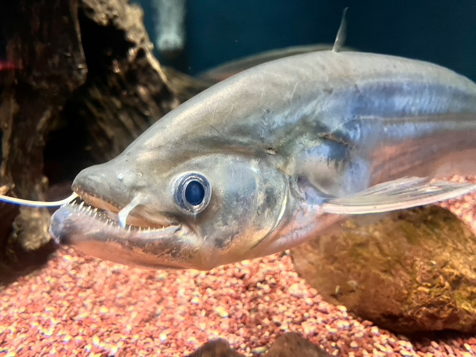 Ikan transparan berenang di akuarium