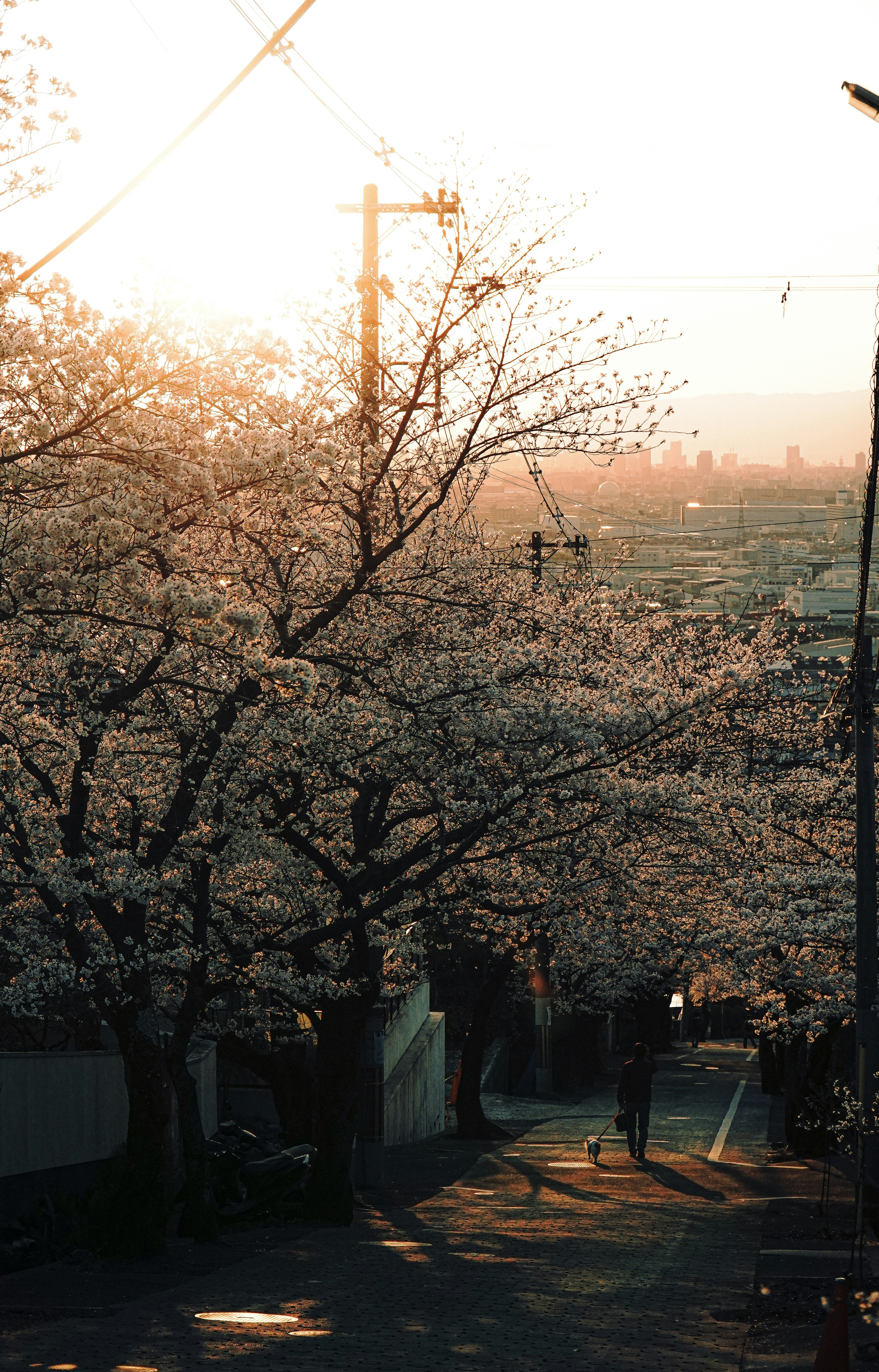 Cherry blossoms along Ishikiri Sakazaka at sunset