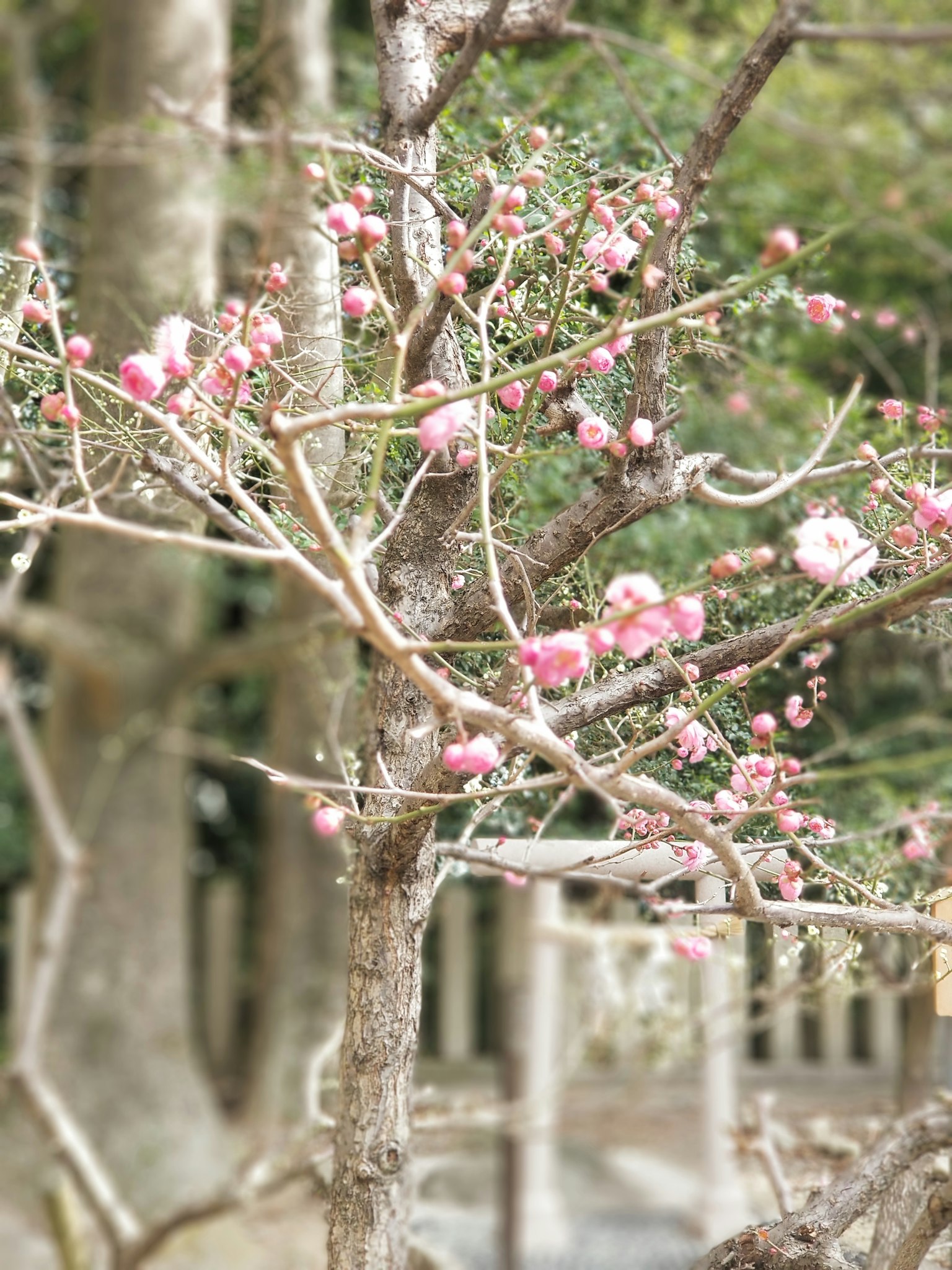 Kedekatan cabang pohon dengan bunga sakura merah muda yang mekar