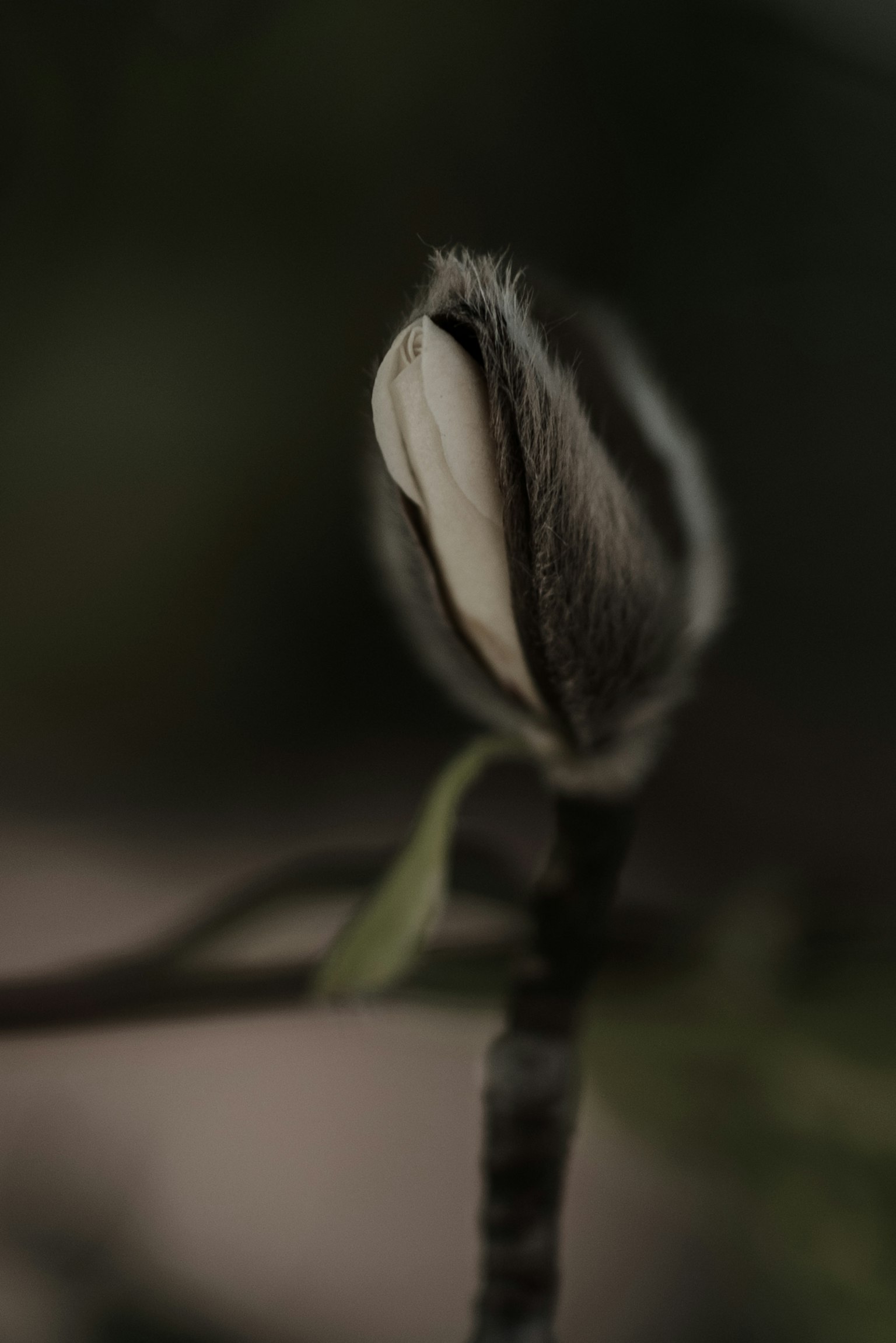 黑色背景上的白色花蕾特写