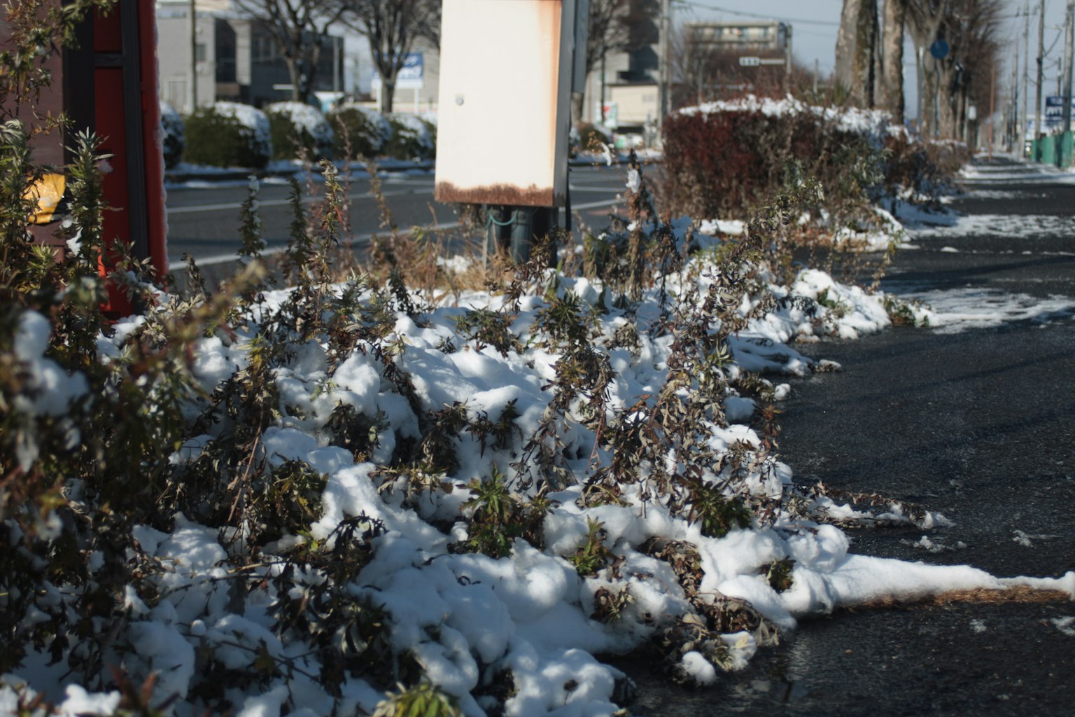 Mit Schnee bedeckte Pflanzen und Straßenansicht