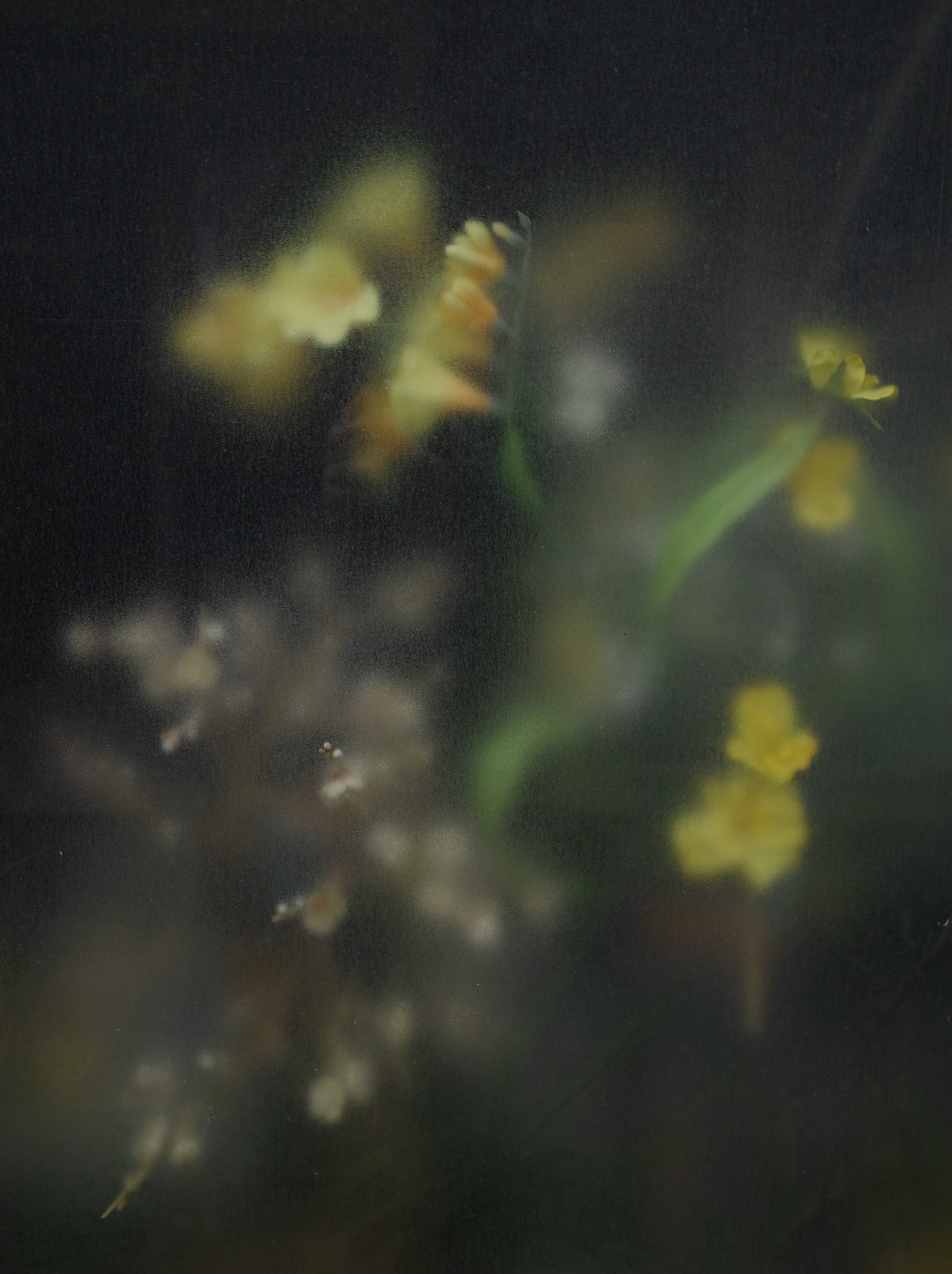 ぼやけた背景に黄色い花と緑の葉が見える抽象的な画像