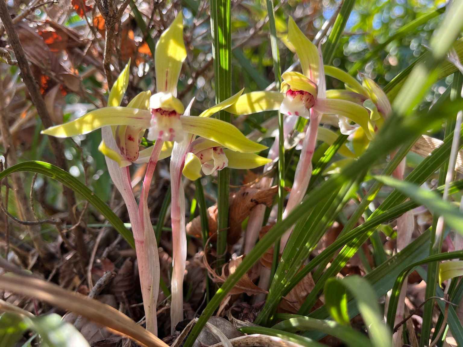 Fiori di orchidee rare con petali verdi che sbocciano tra l'erba
