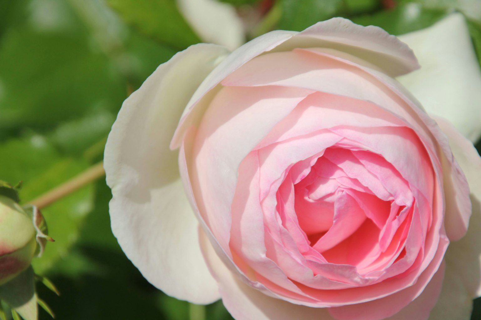 Gros plan d'une belle fleur de rose rose avec des feuilles vertes en arrière-plan