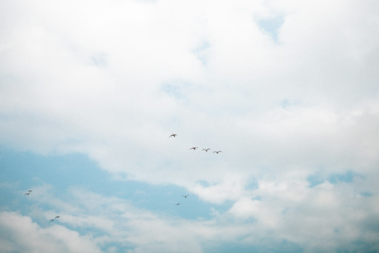 Un gruppo di uccelli che volano in un cielo blu con nuvole