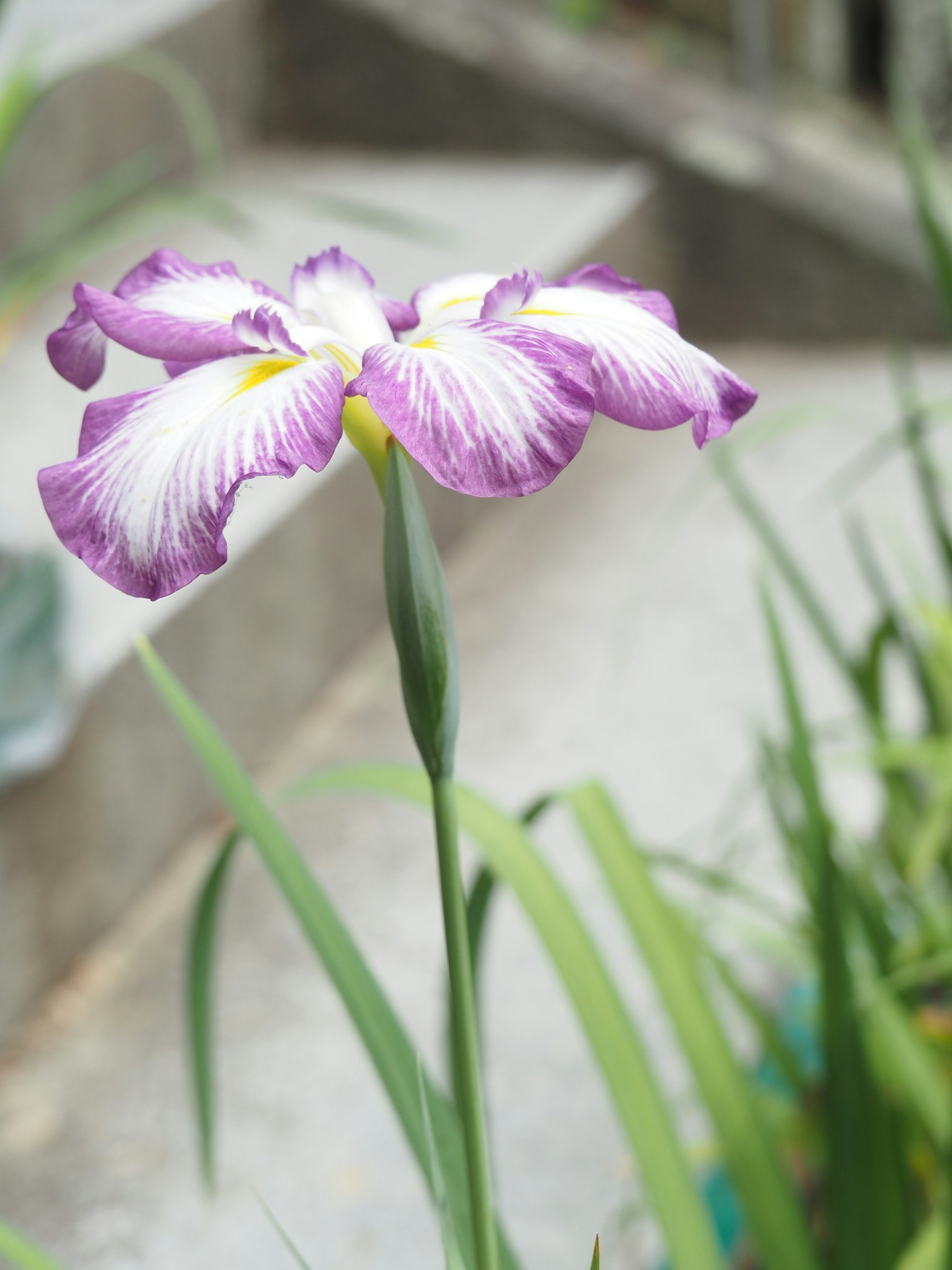 一朵美麗的紫色鳶尾花盛開，花瓣精緻