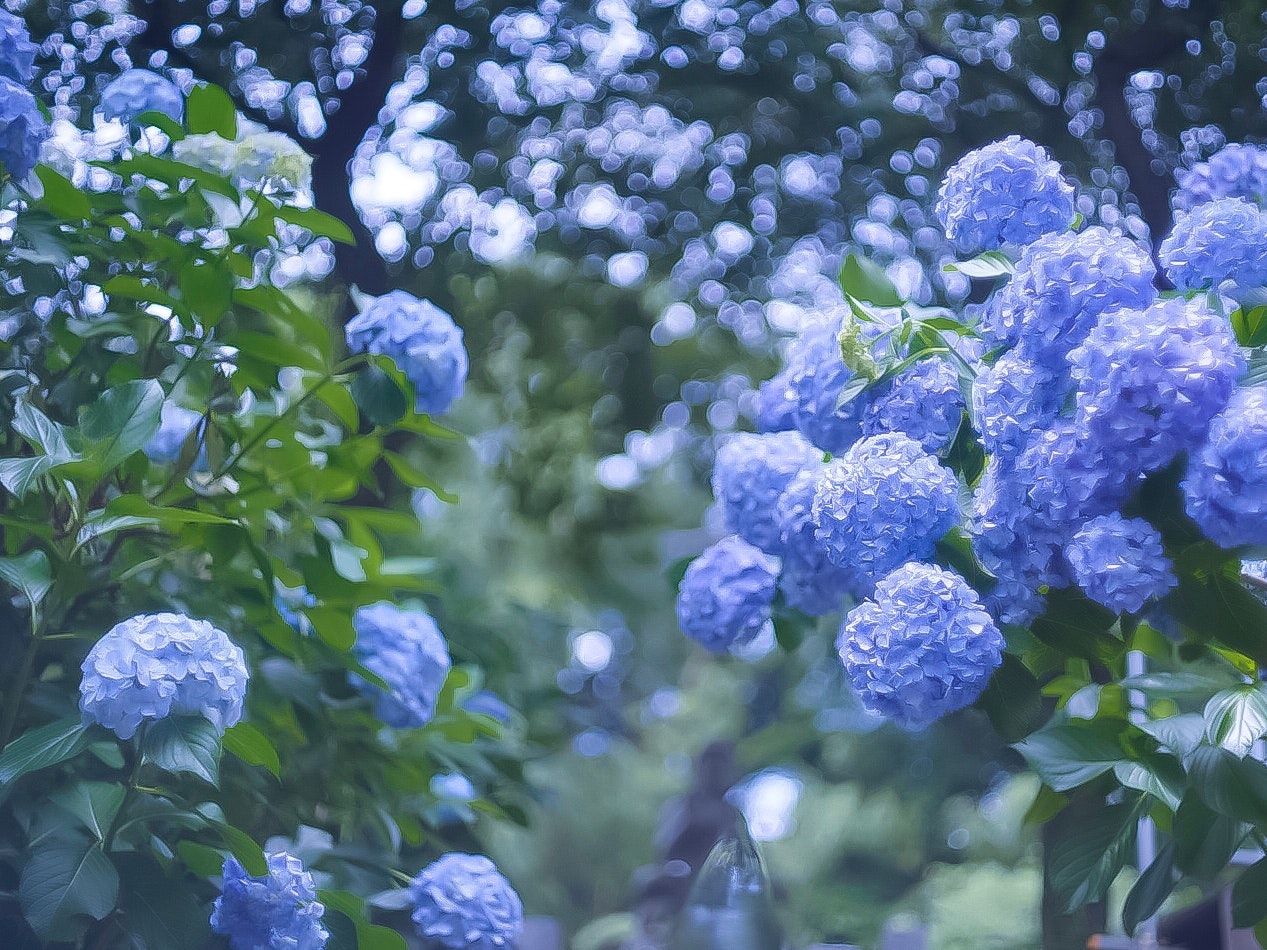 青いアジサイの花が咲く庭のボケた風景