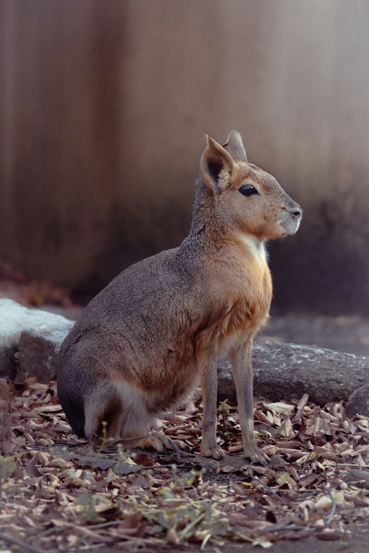 小さな動物が座っている姿で周囲に落ち葉が散らばっている