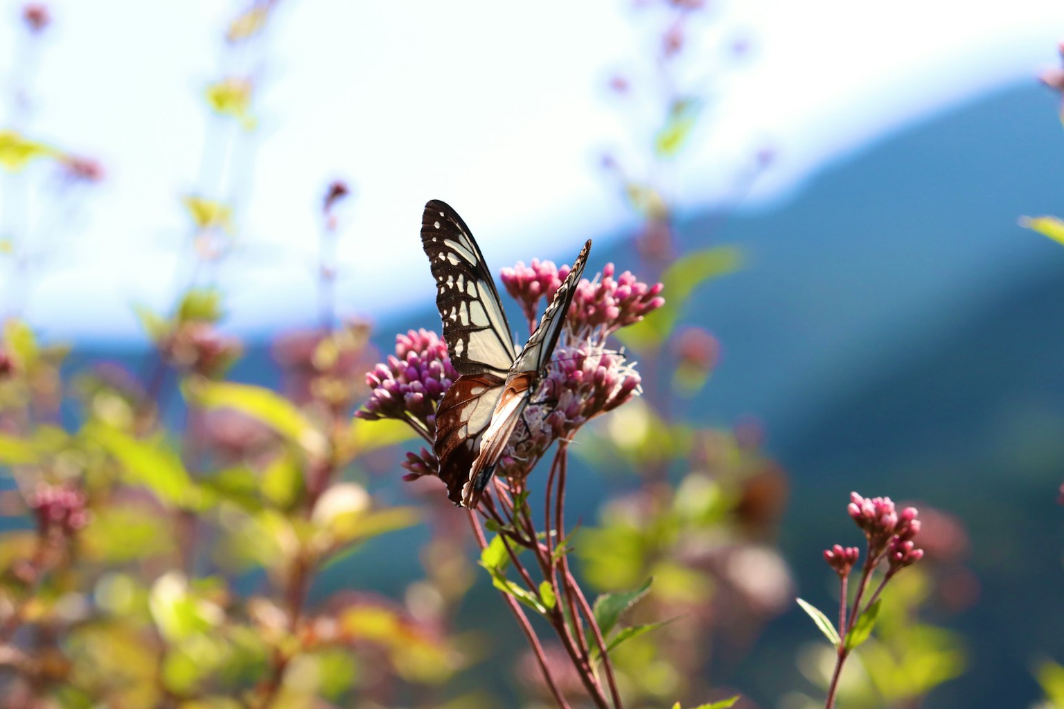Ein Schmetterling sitzt auf Blumen mit verschwommenen Bergen im Hintergrund