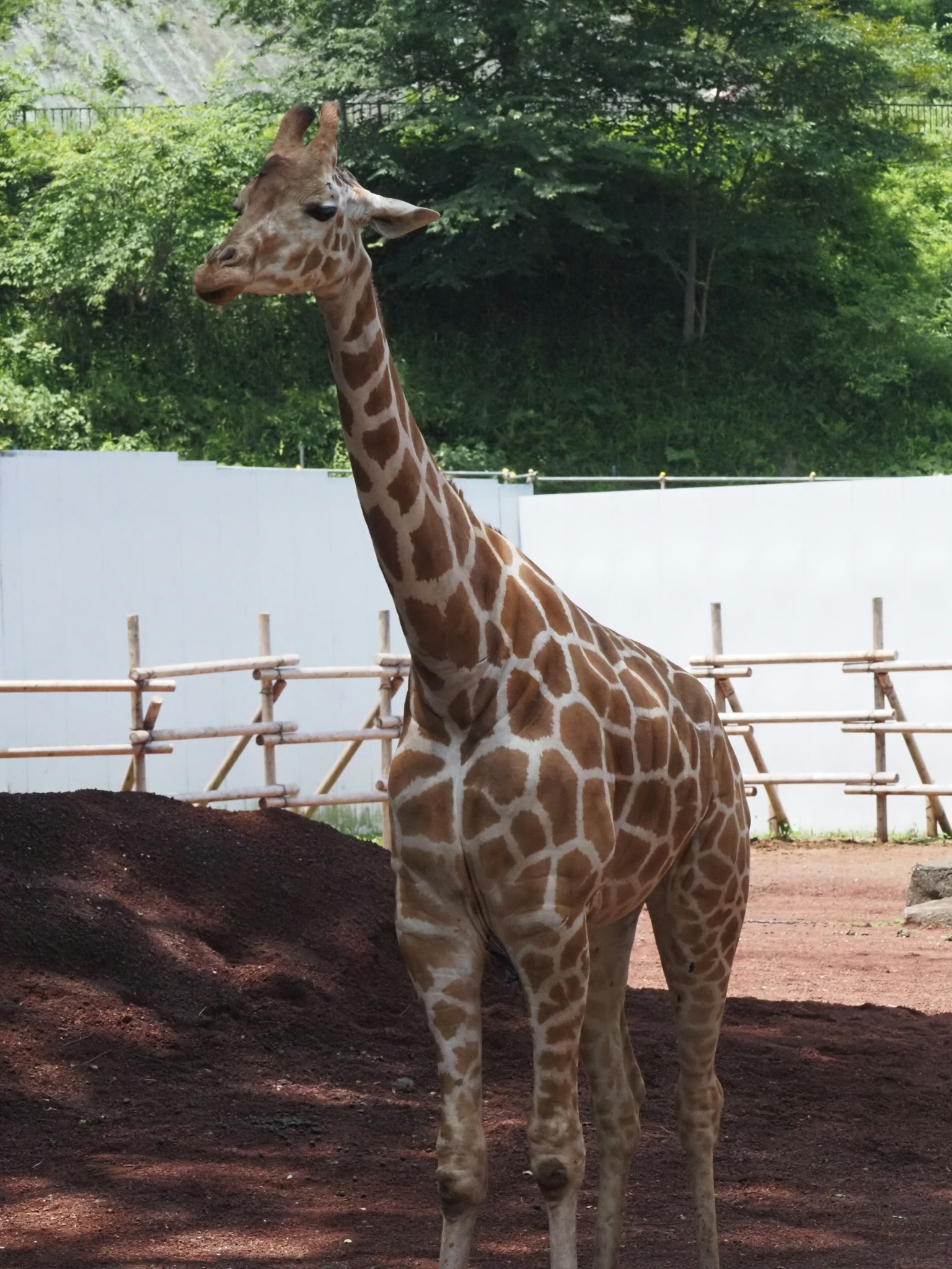 Une girafe debout avec un long cou et des motifs distinctifs