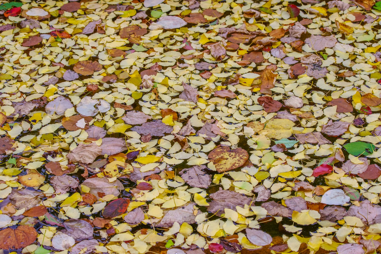 Foglie colorate che galleggiano sulla superficie dell'acqua in un paesaggio autunnale