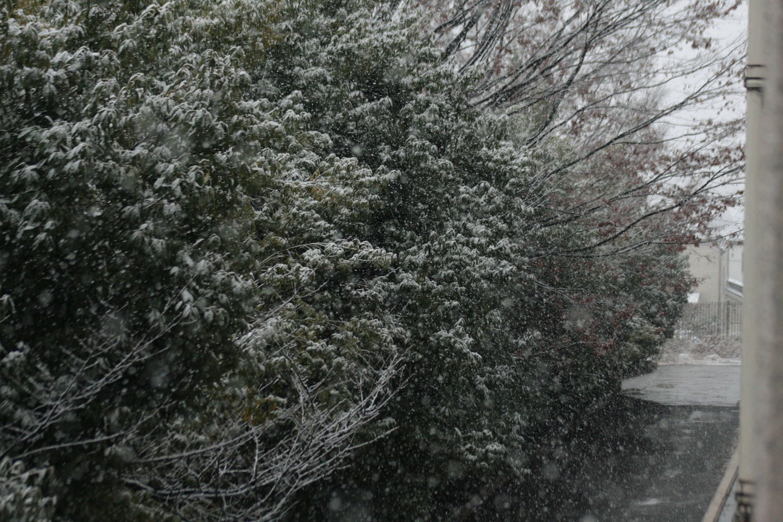 Snow falling on trees and pathway