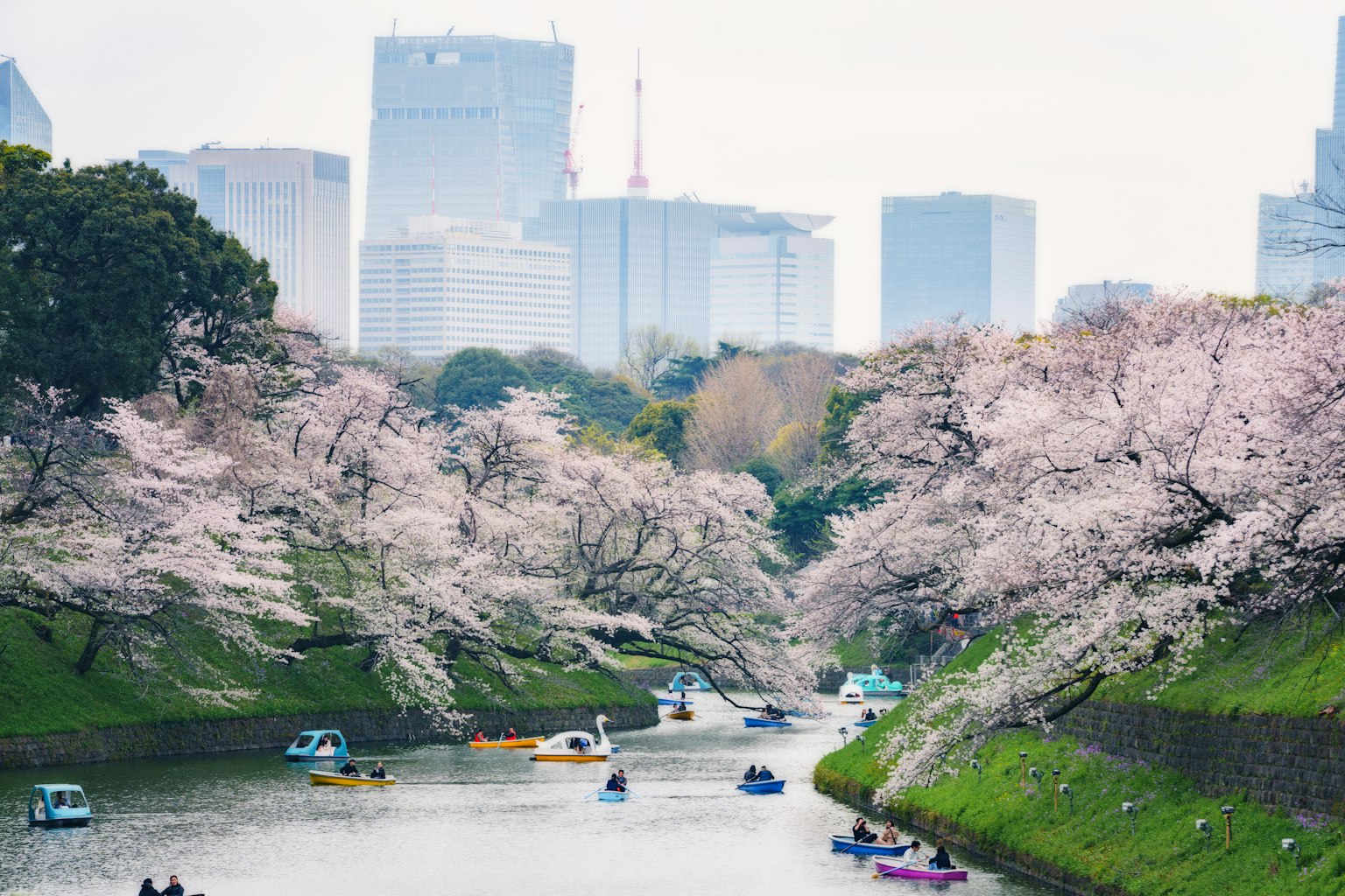 Cherry blossom trees along a river in Tokyo with boats