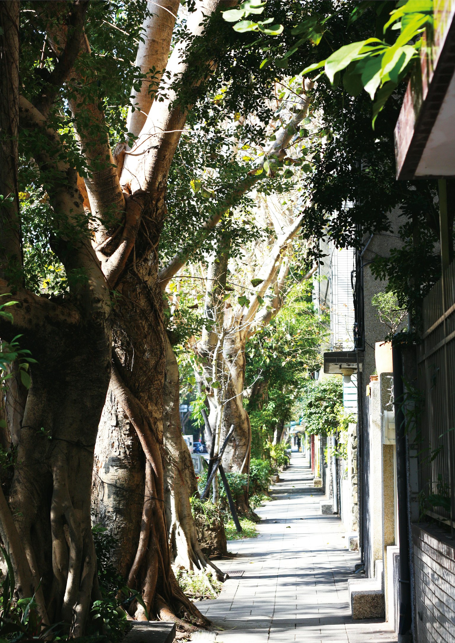 緑豊かな街路に沿った大きな木々と歩道