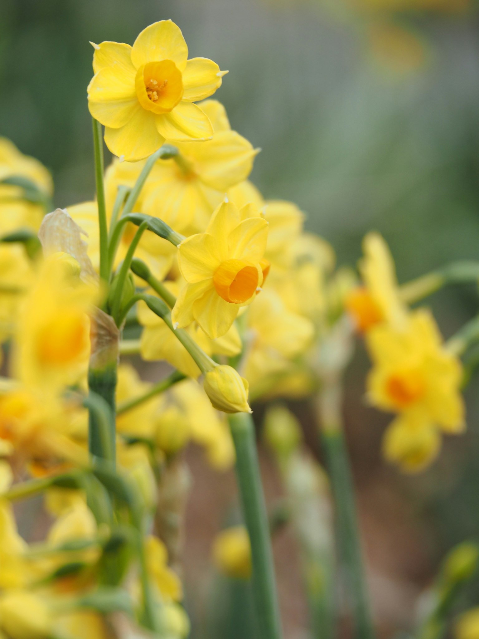 Groupe de fleurs de narcisses jaunes vibrants en fleurs