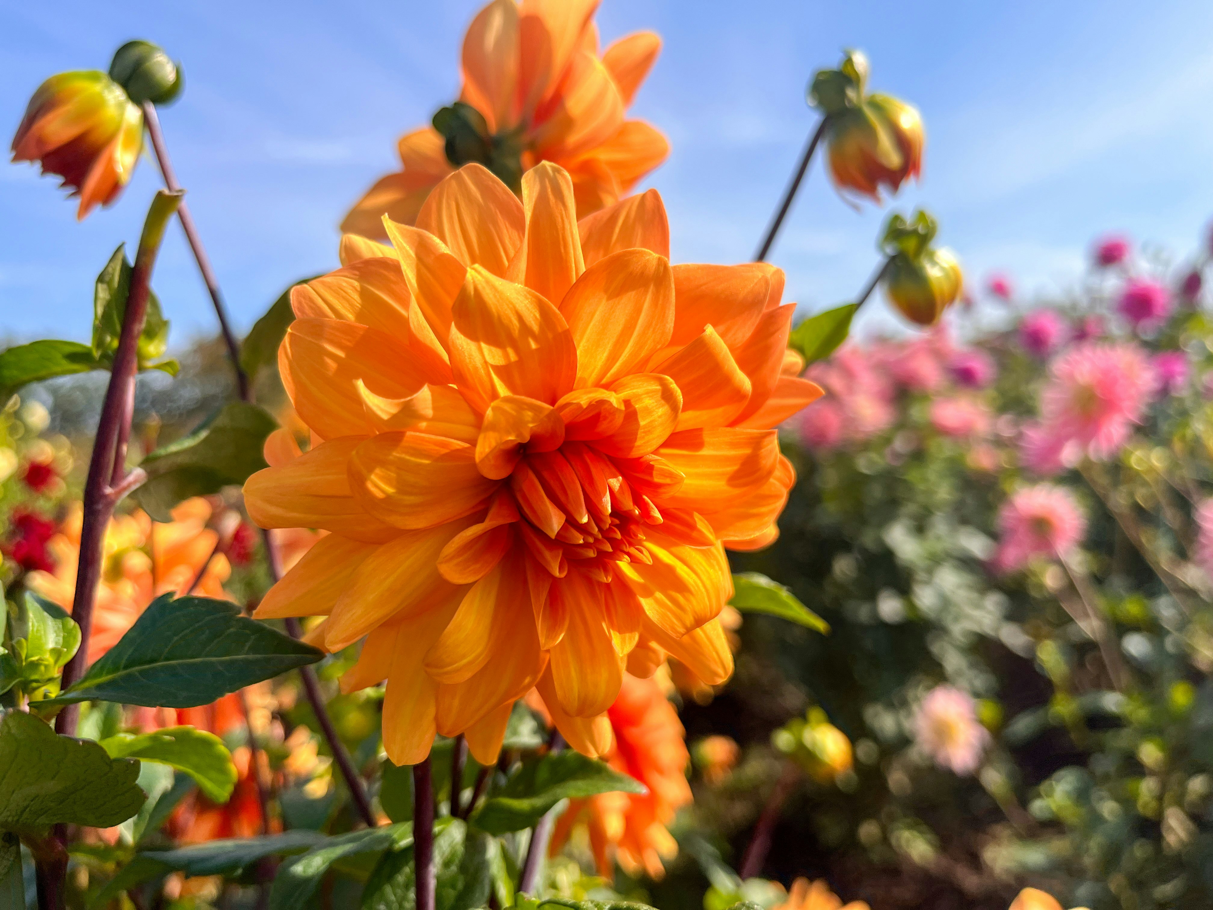 オレンジのダリアの花と色とりどりの花畑のボケ
