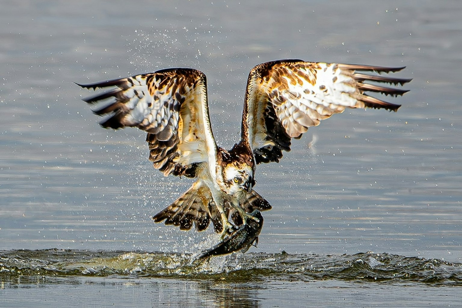 Hawk catching fish from the water surface