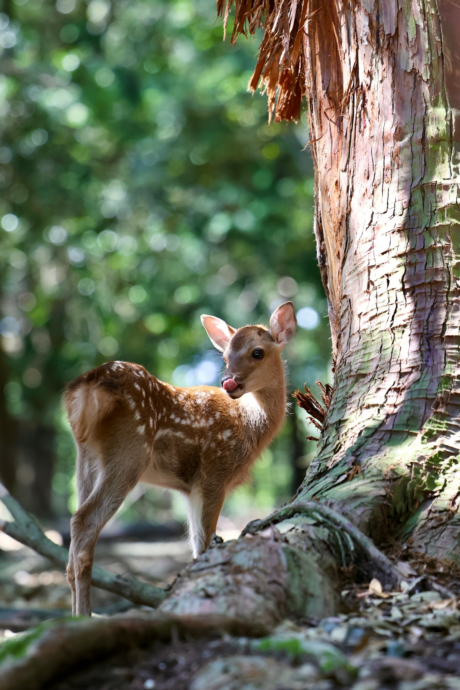 photo-KGBBX4Fr6Ausc36Rw6i9-image