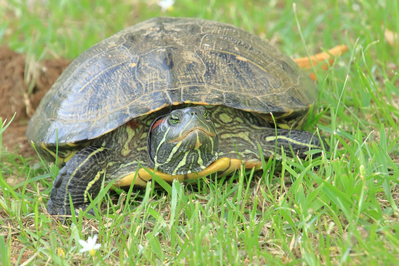 A turtle on green grass with a brown and green shell and black and yellow body