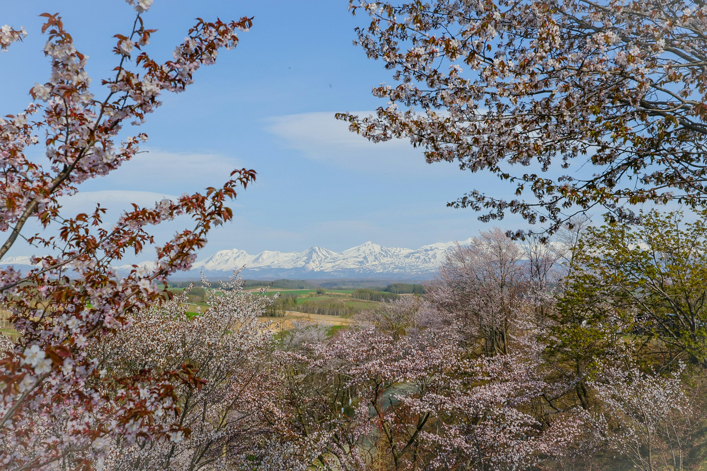 桜の花と紅葉の木々の向こうに広がる山並みの風景