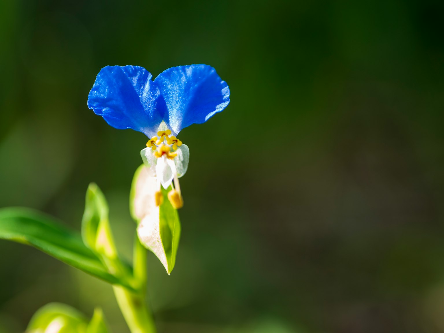 Gros plan d'une fleur bleue vibrante avec des feuilles vertes