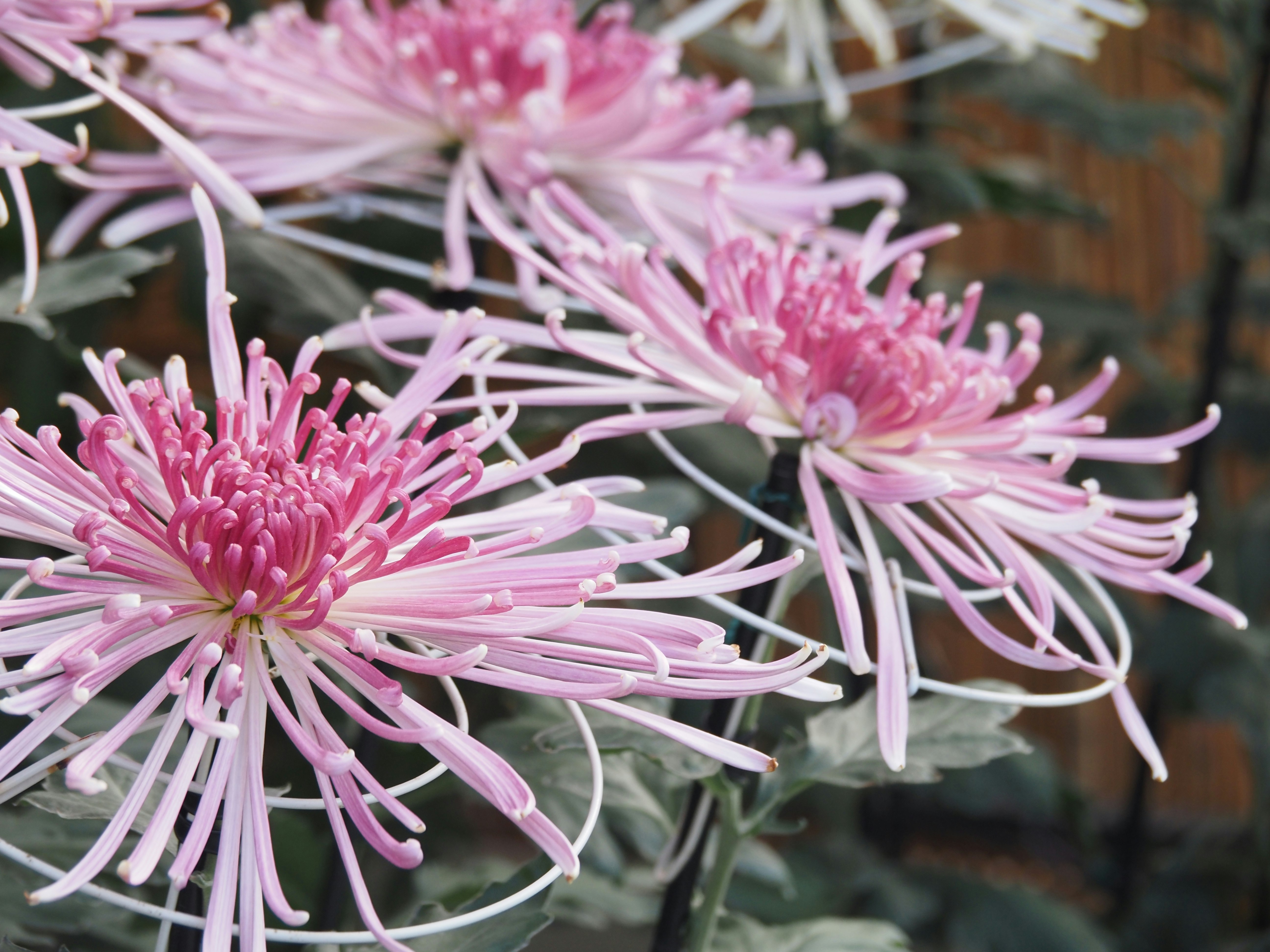ピンクの菊の花のクローズアップ