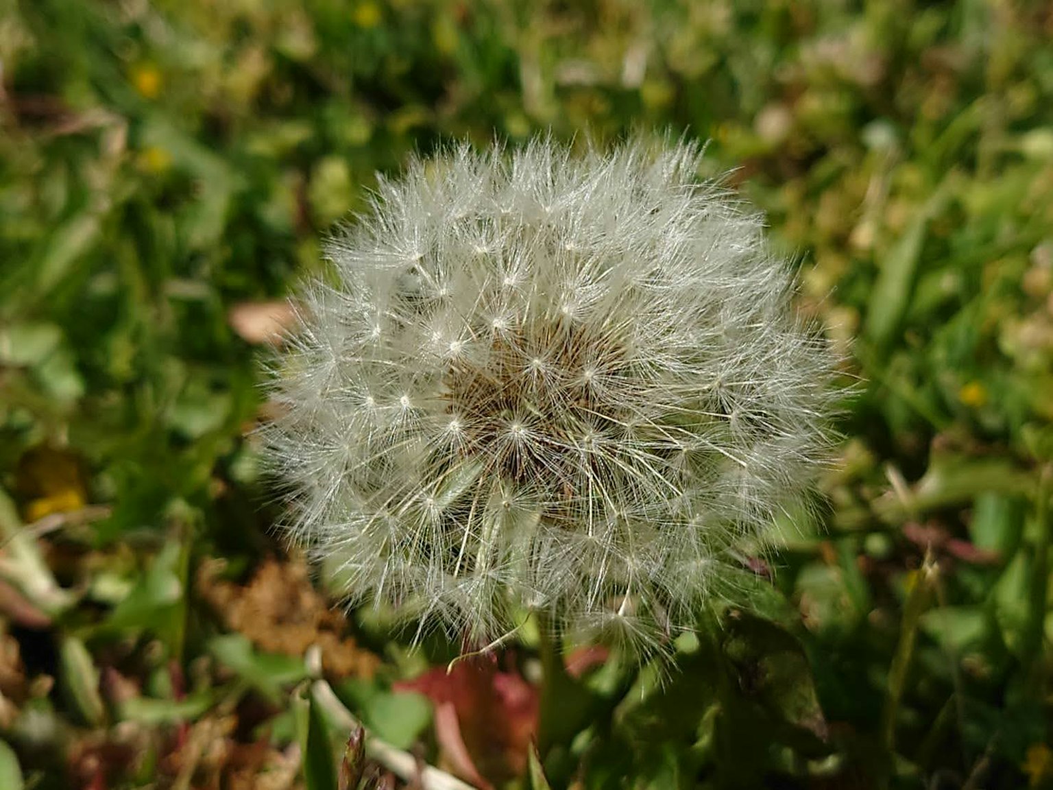 Kedekatan dari bola biji dandelion dikelilingi rumput hijau