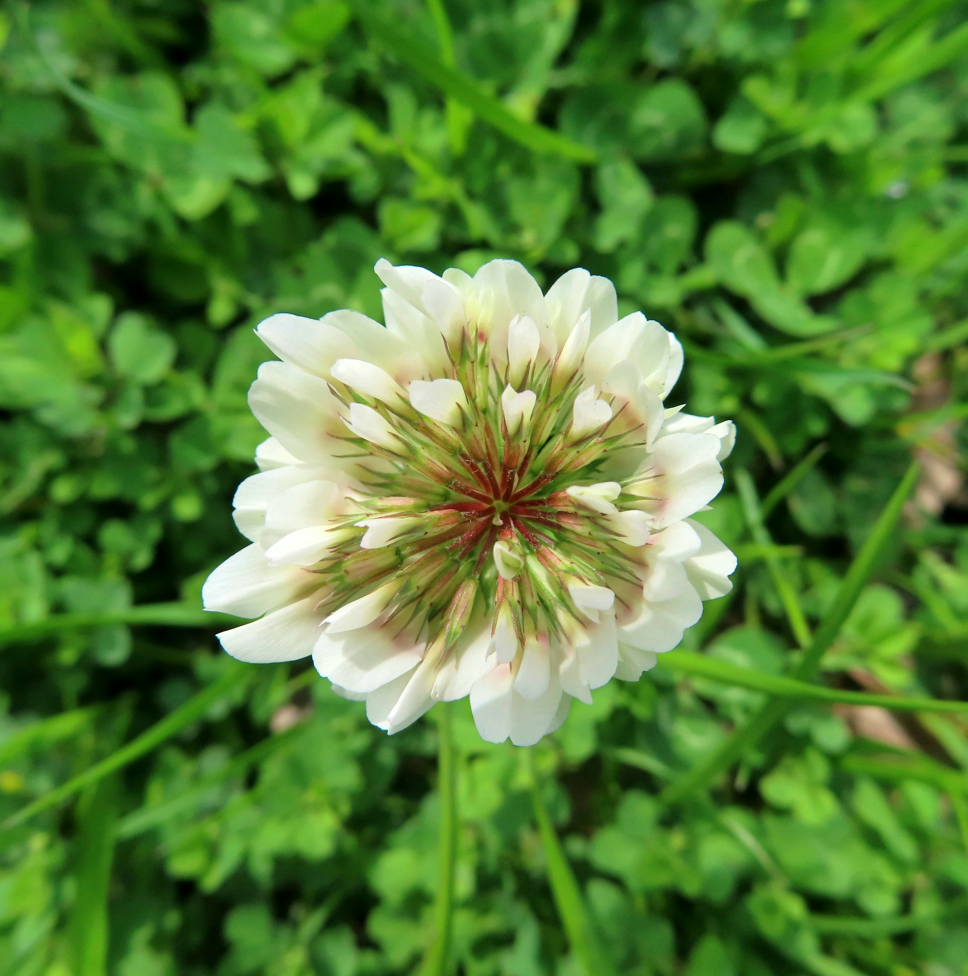 春季白三叶草花朵特写