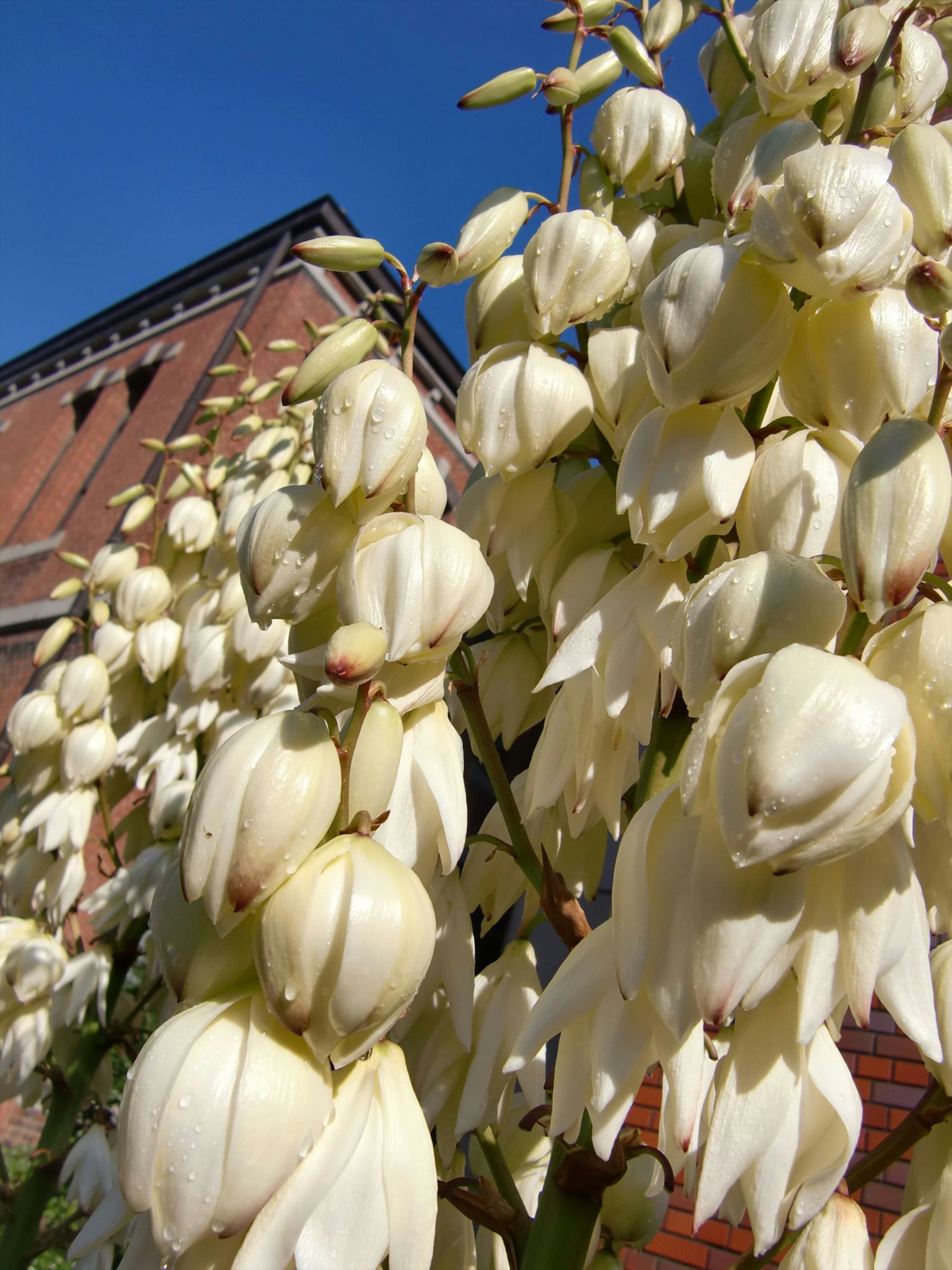 Pianta di yucca con fiori bianchi contro un cielo blu