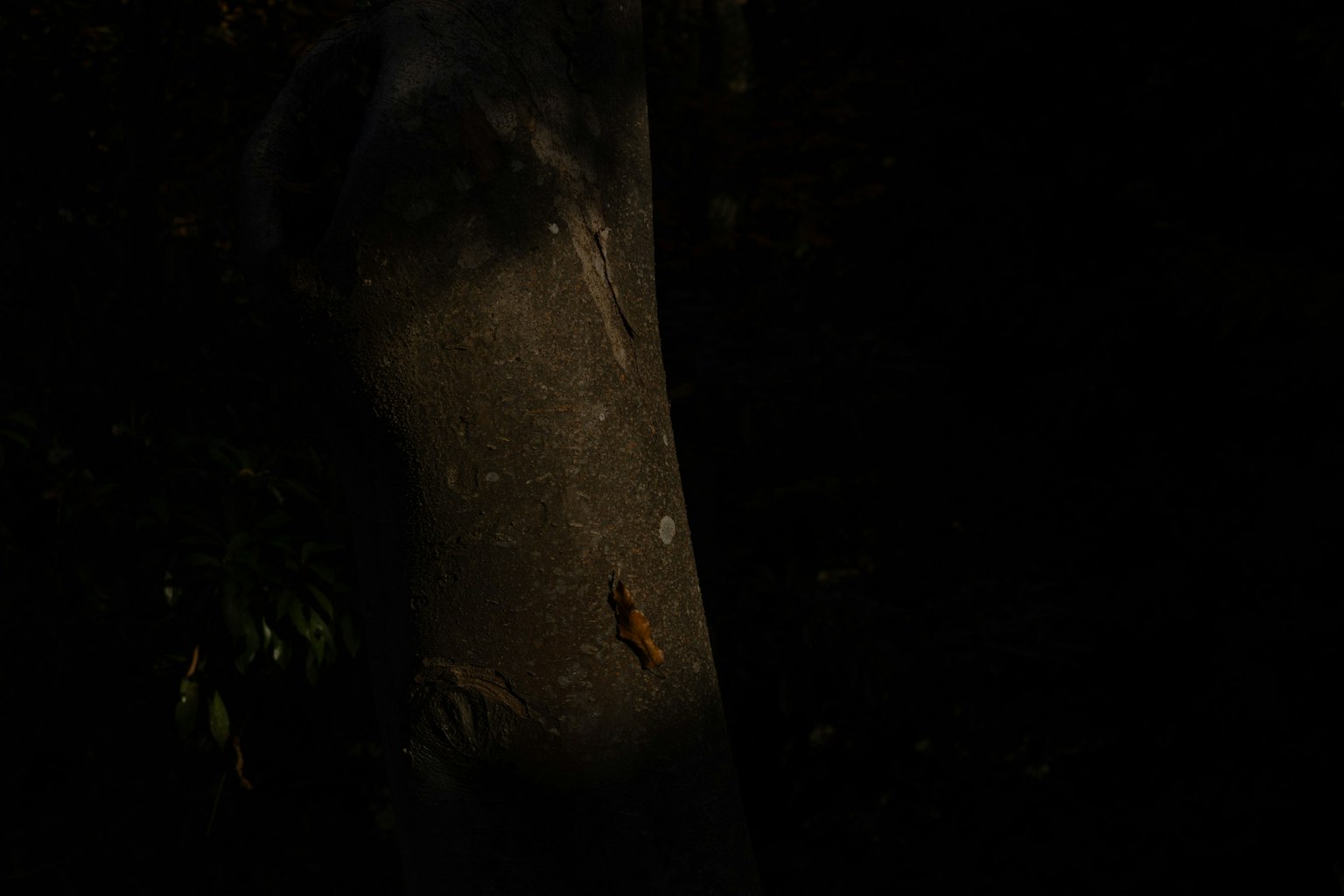 Imagen que muestra un tronco de árbol contra un fondo oscuro