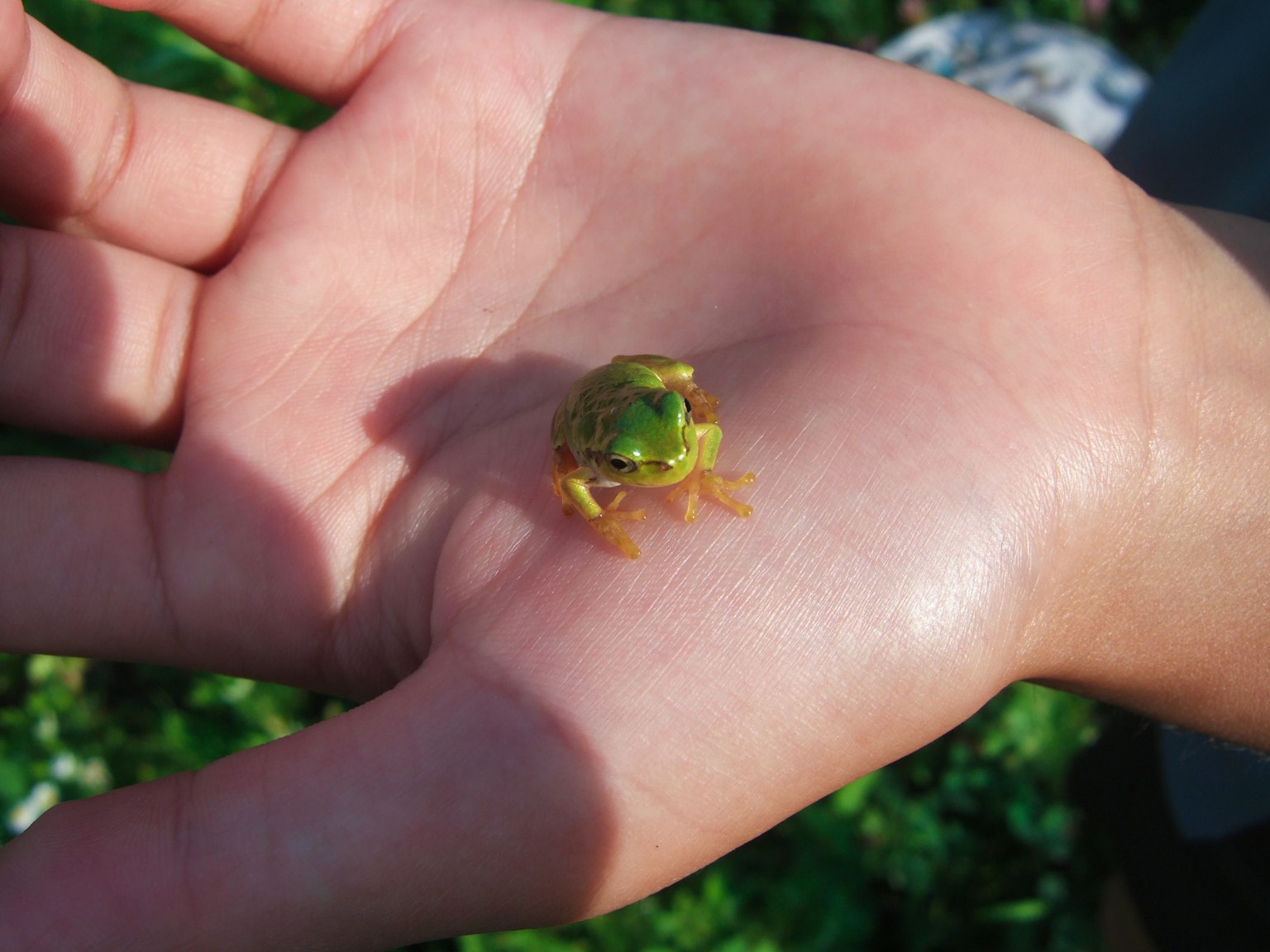 Une petite grenouille verte posée sur une main ouverte