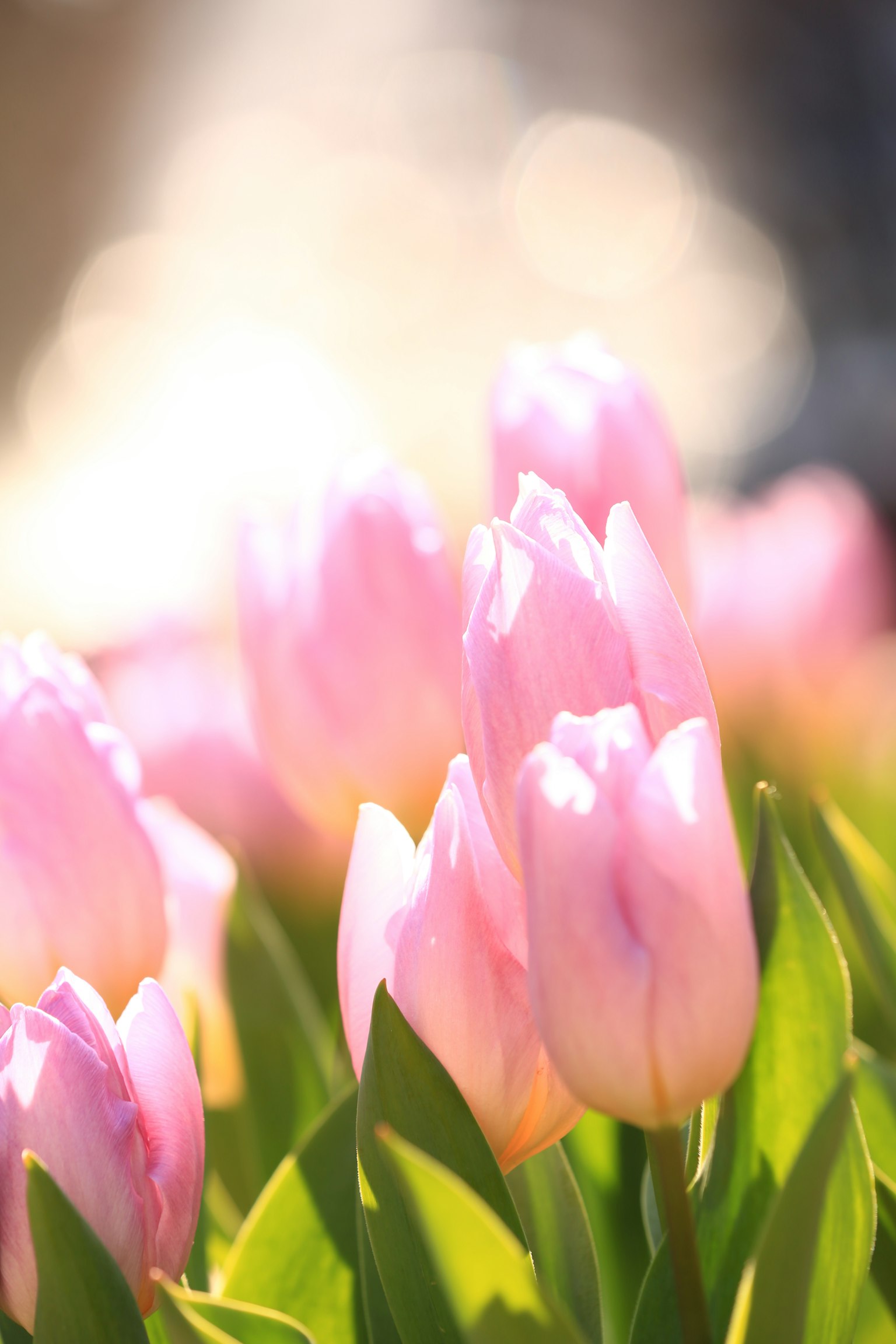 Soft pink tulip flowers blooming in a garden