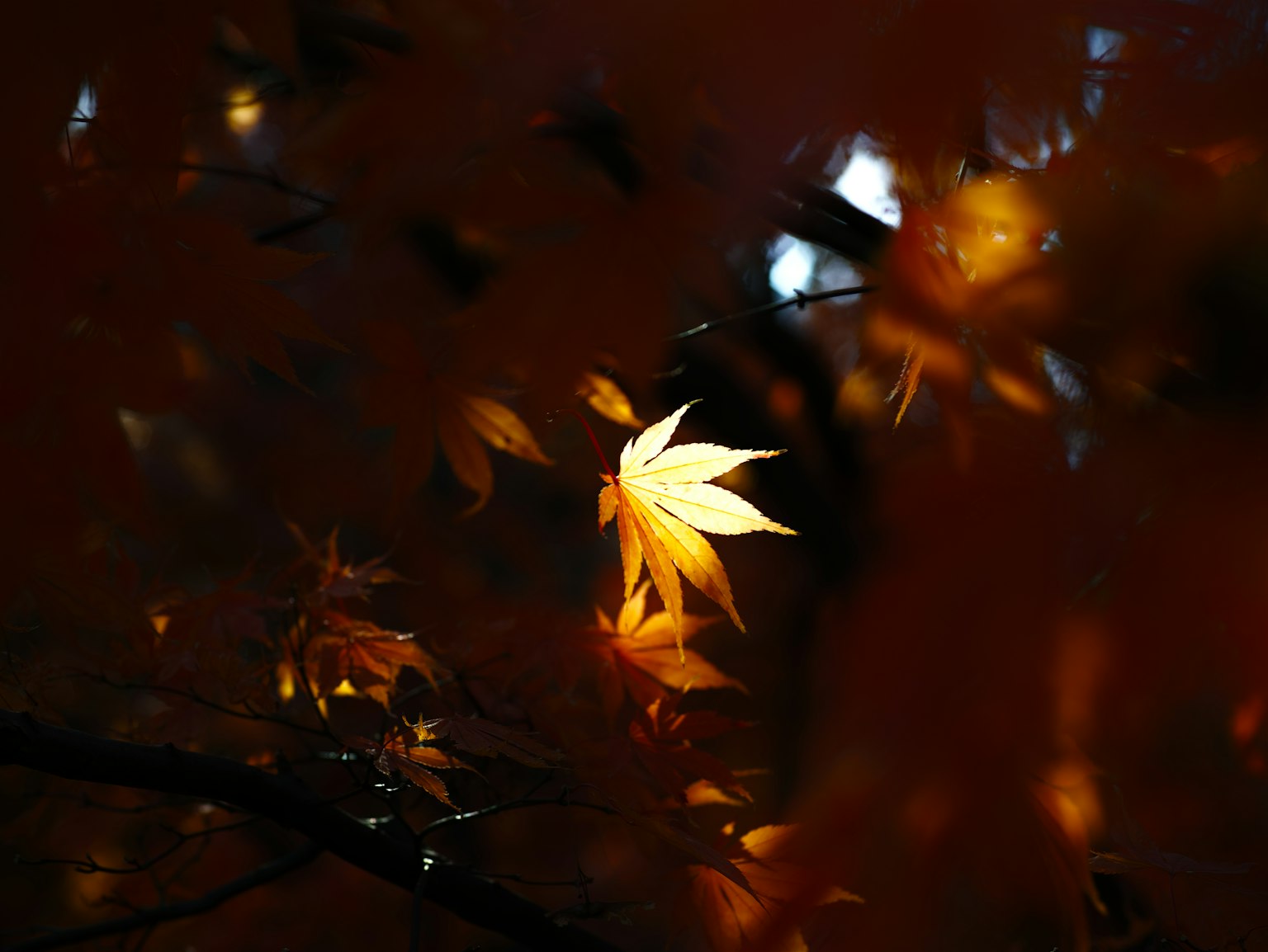 Hojas de otoño brillantes contra un fondo oscuro