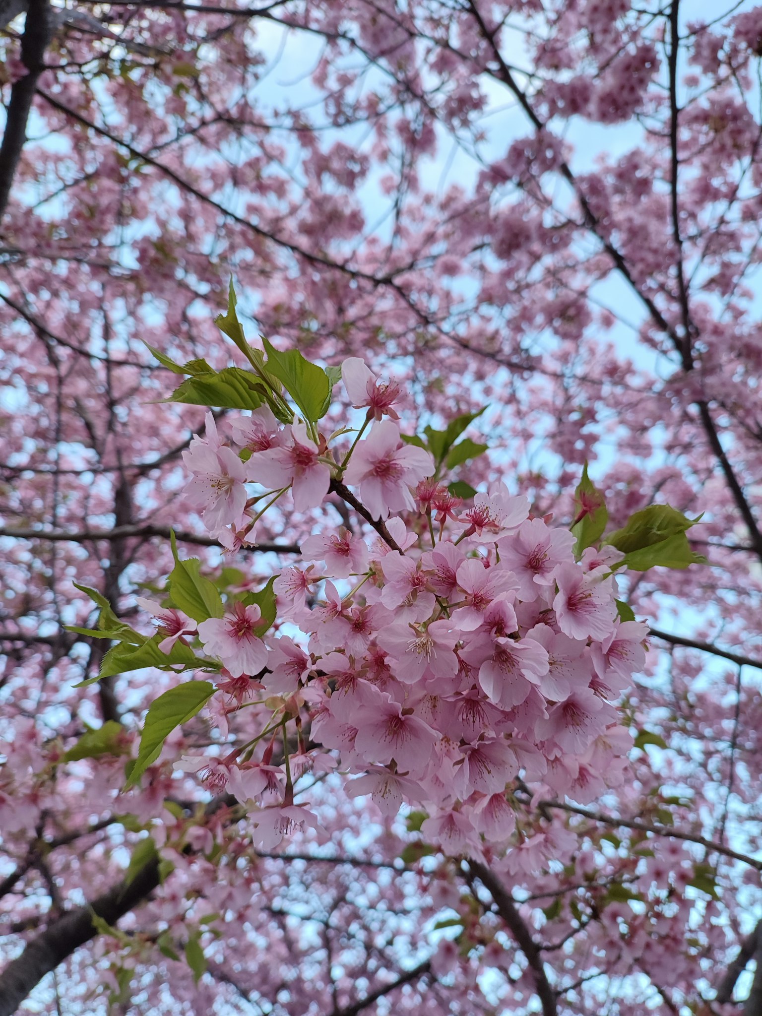Kirschblüten blühen an Zweigen vor einem blauen Himmel