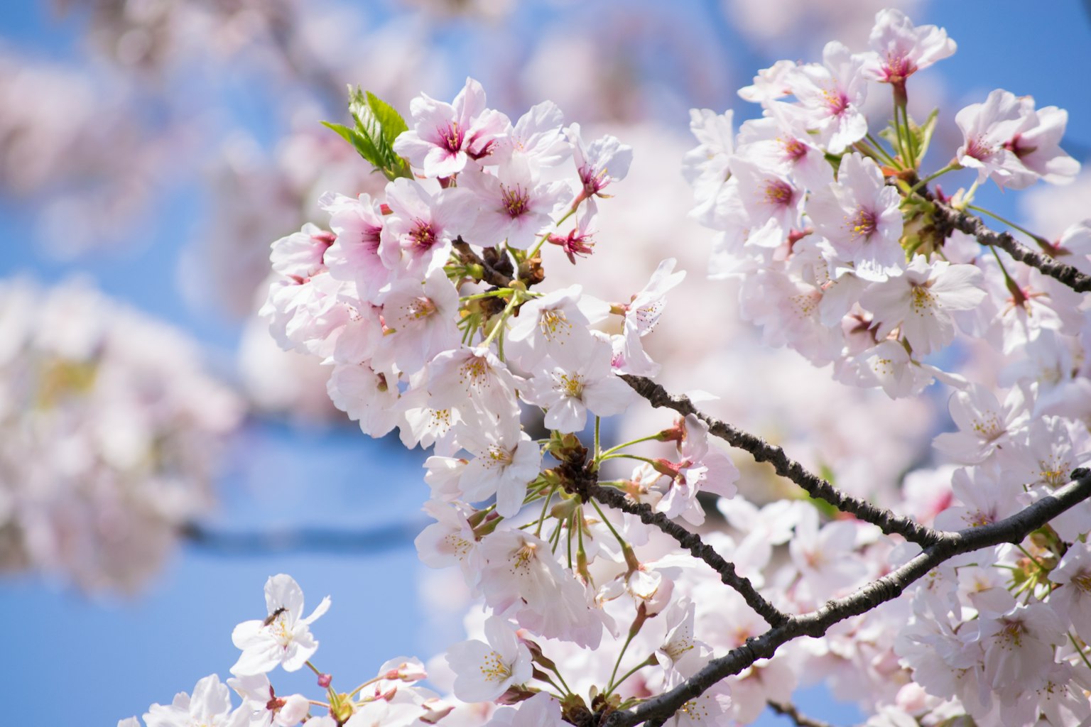 푸른 하늘을 배경으로 한 흰색과 분홍색 꽃잎의 벚꽃 클로즈업