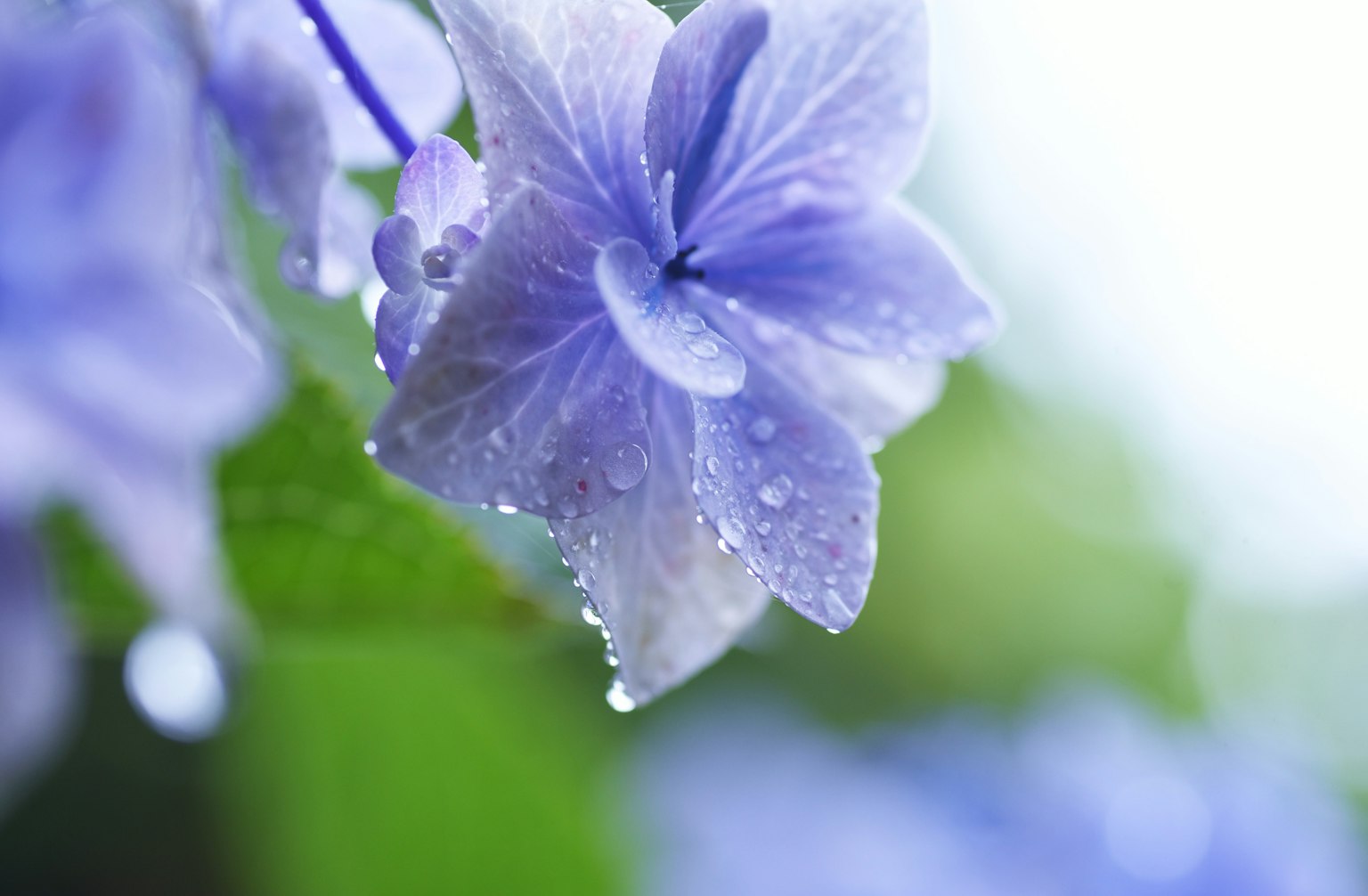 Close-up of a beautiful blue flower with water droplets