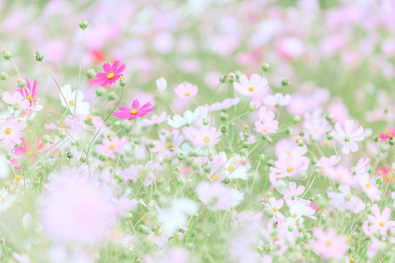 Flores de colores suaves en un campo en flor
