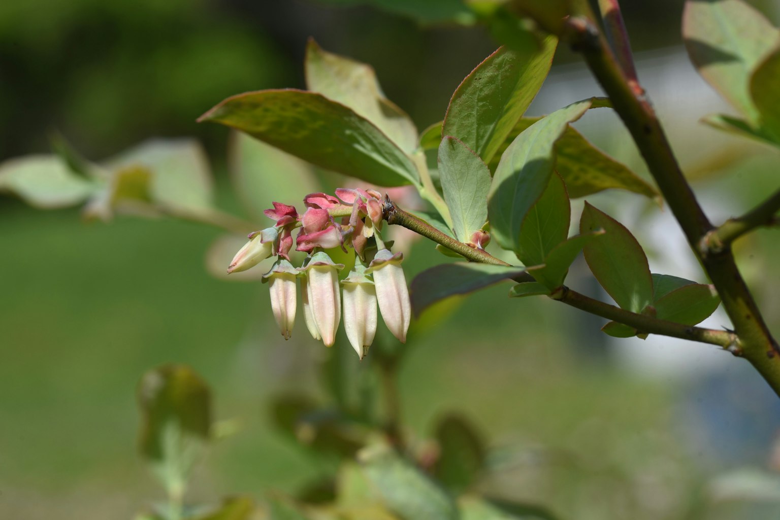 Imagen de flores de arándano en una rama foliosa