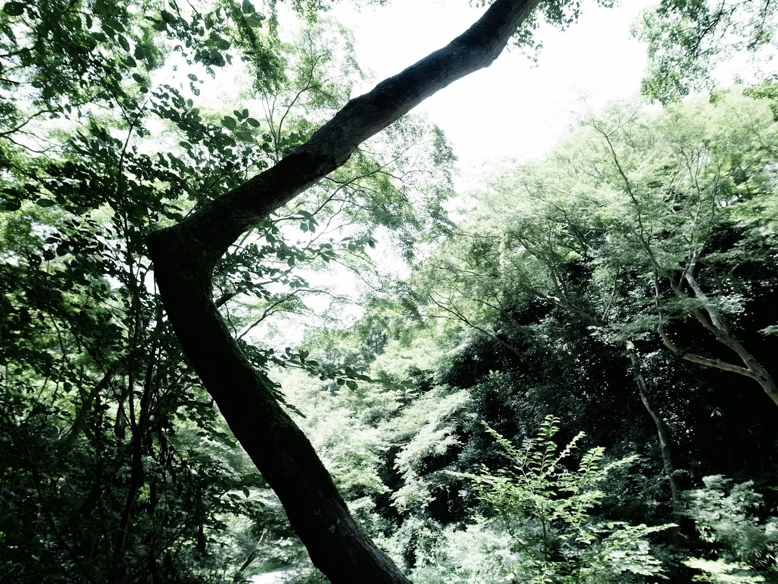 Un paesaggio unico con un tronco d'albero curvo in una foresta lussureggiante