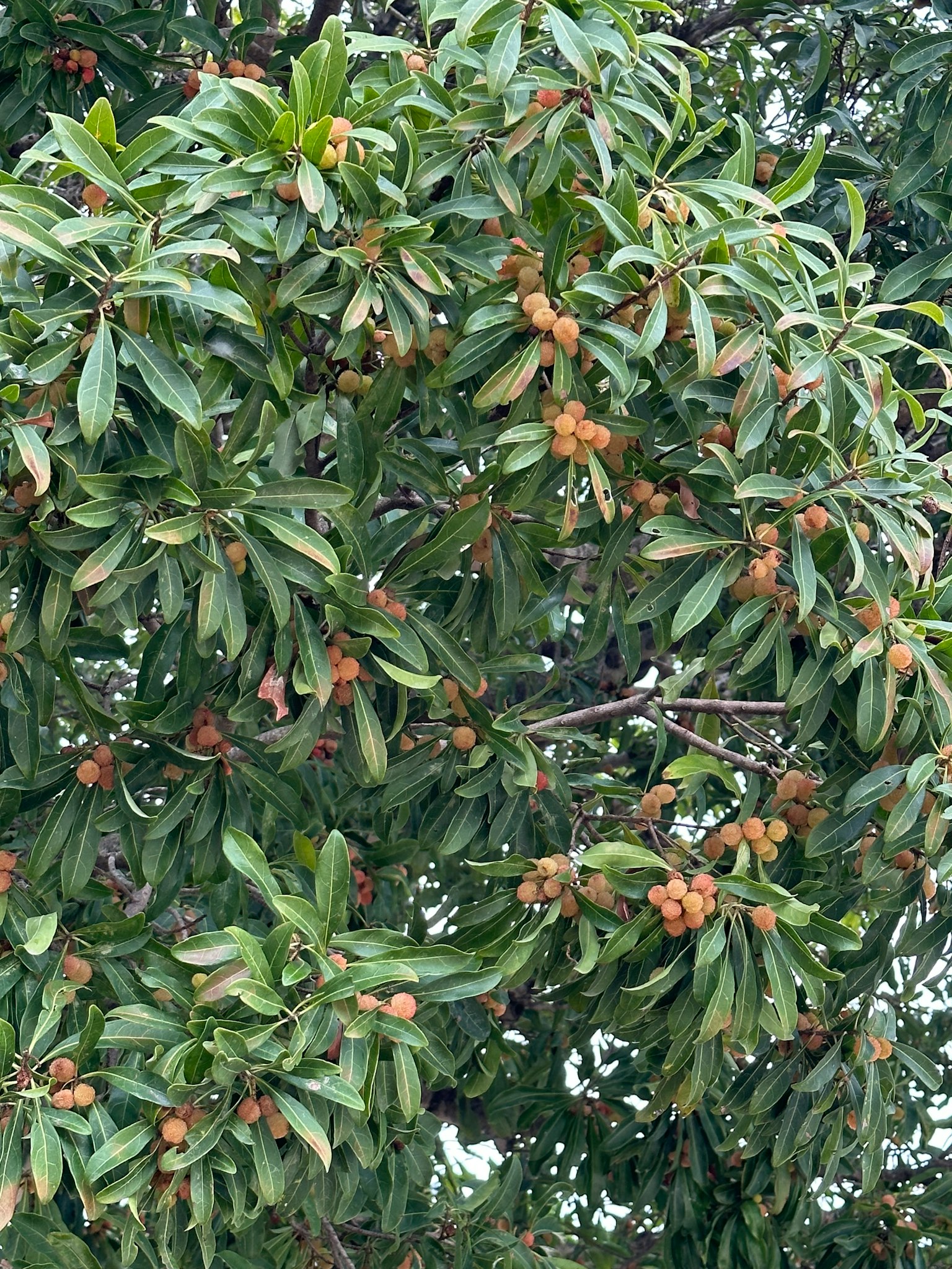 A tree branch with abundant green leaves and fruit