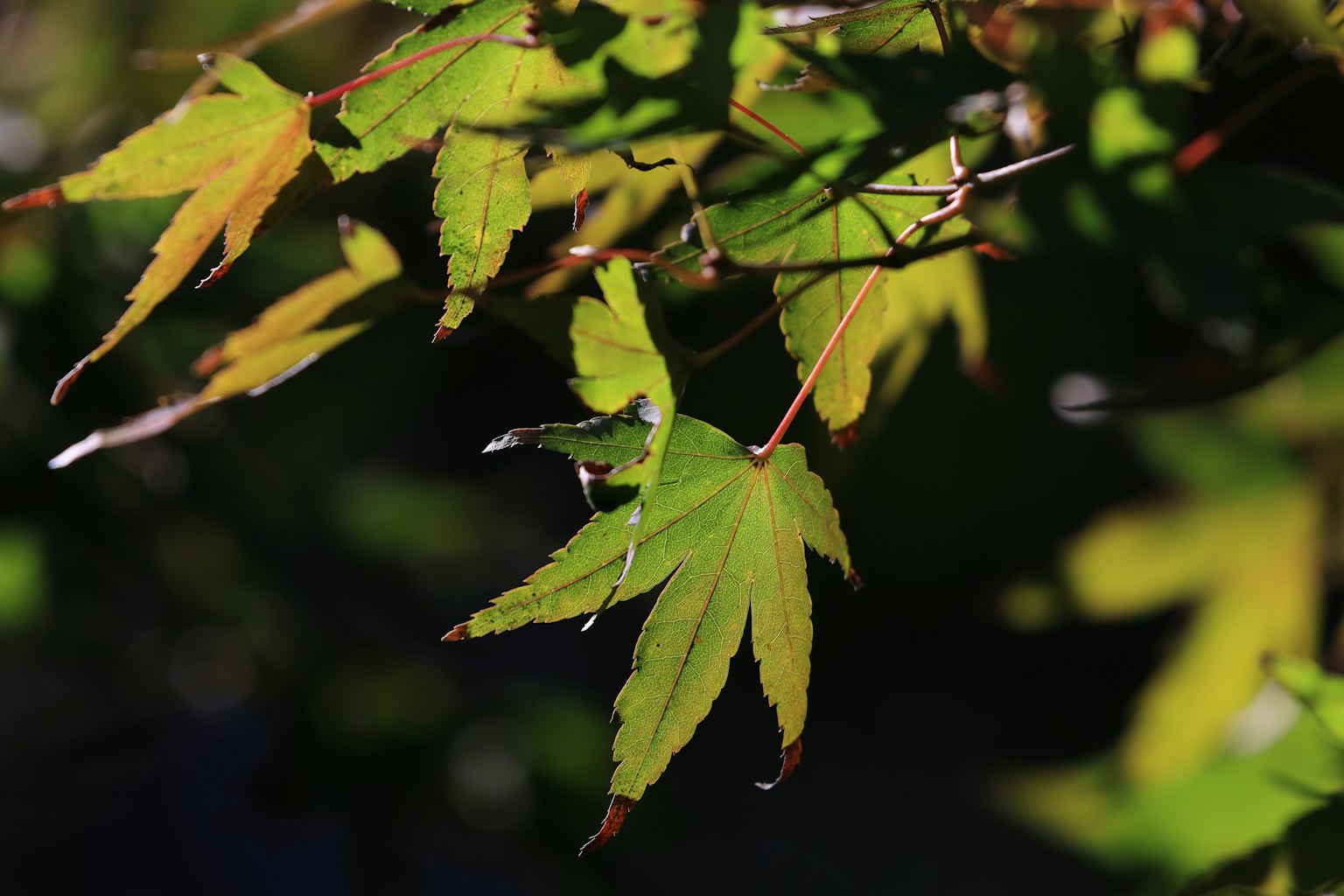Maple branch with green and yellow leaves
