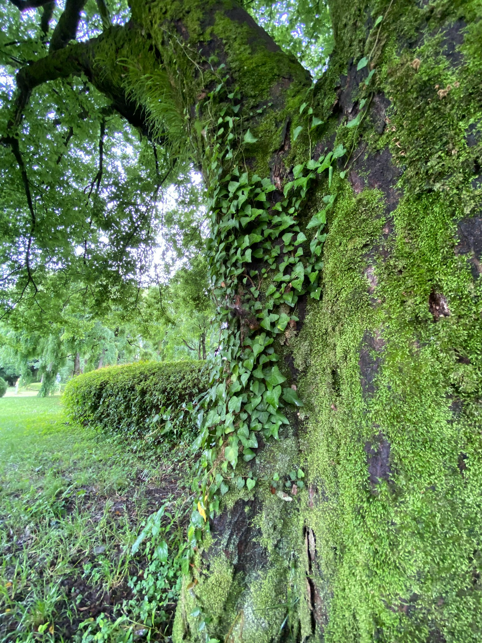 Close-up of a tree trunk covered in green moss and vines